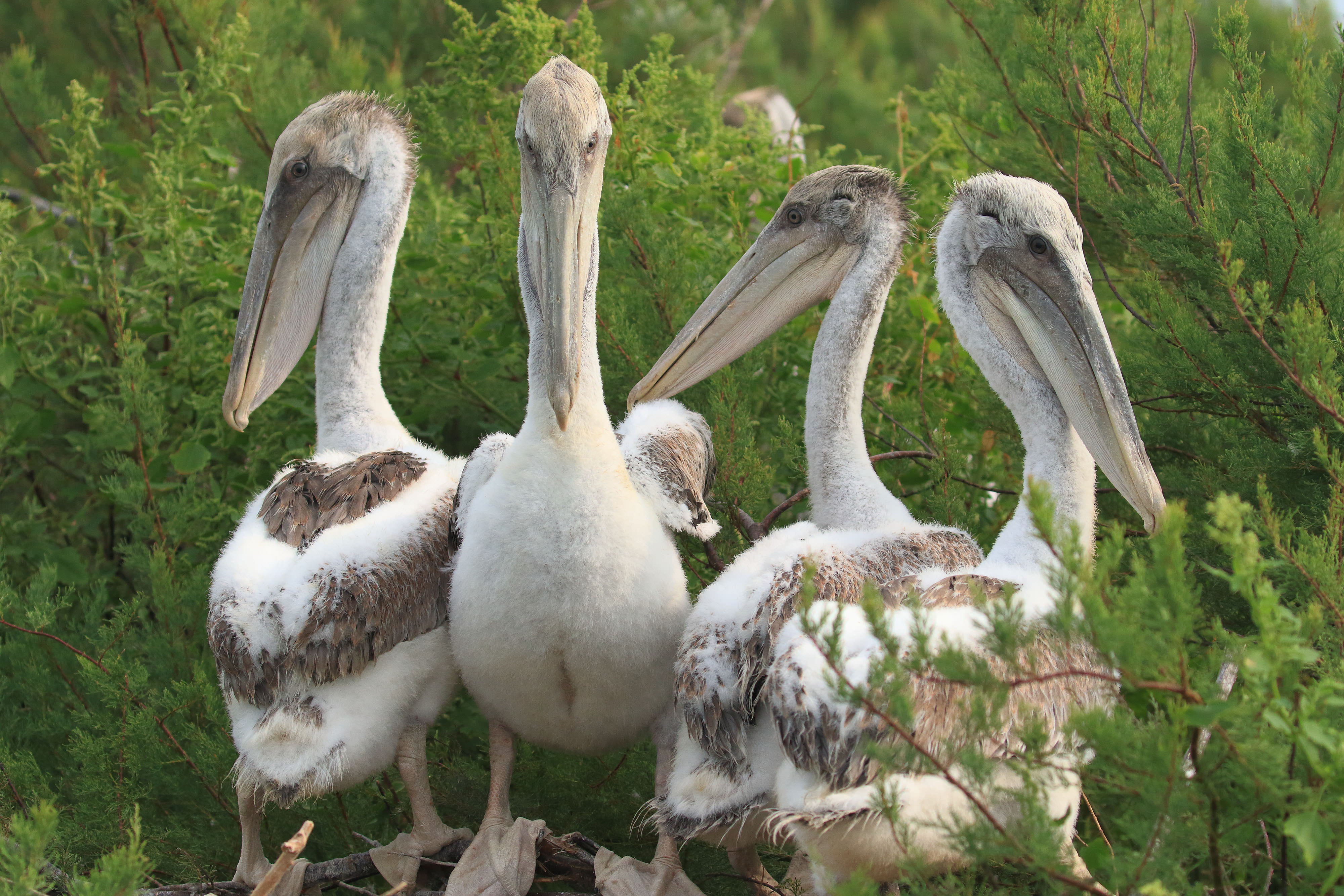 Four large pelicans sit on a branch amongst dense green shrubs.