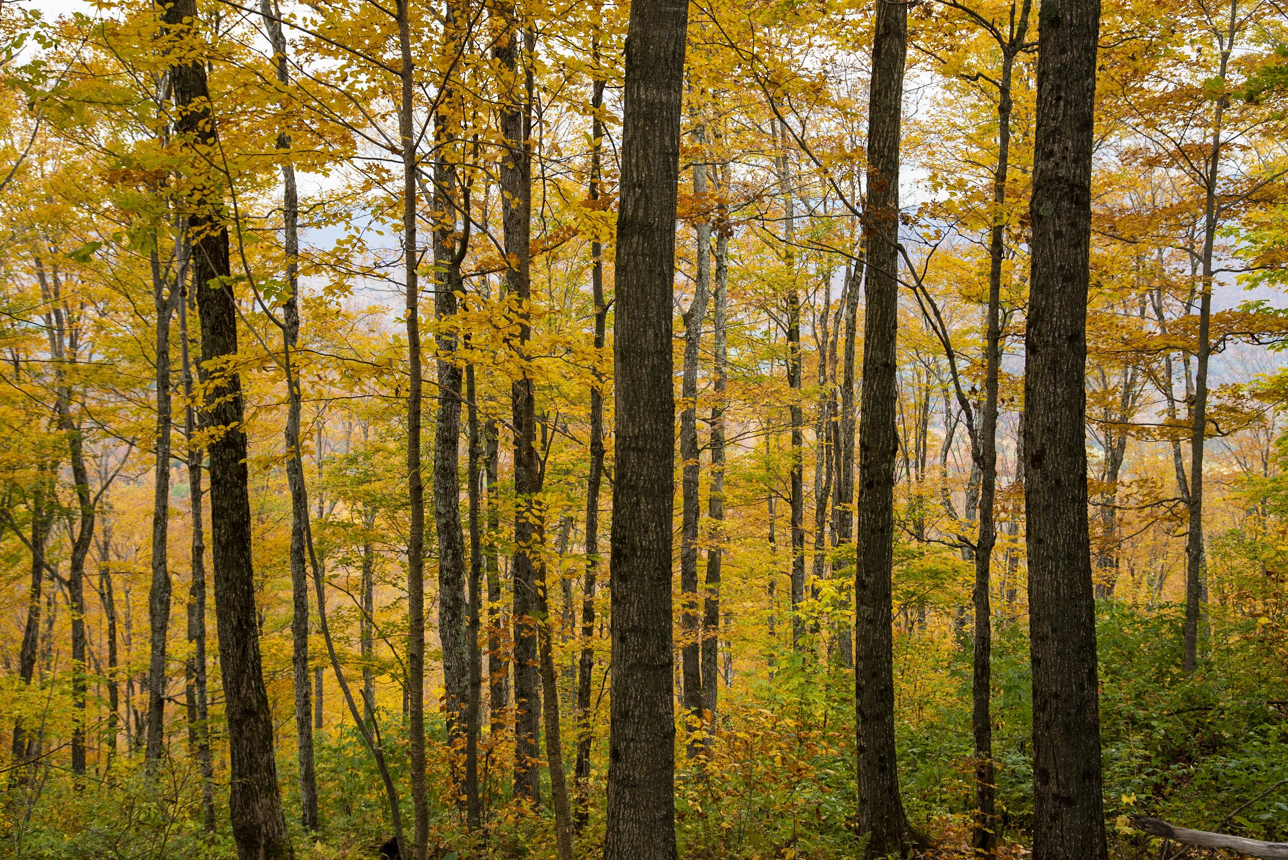 a fall forest of trees with yellow and orange leaves