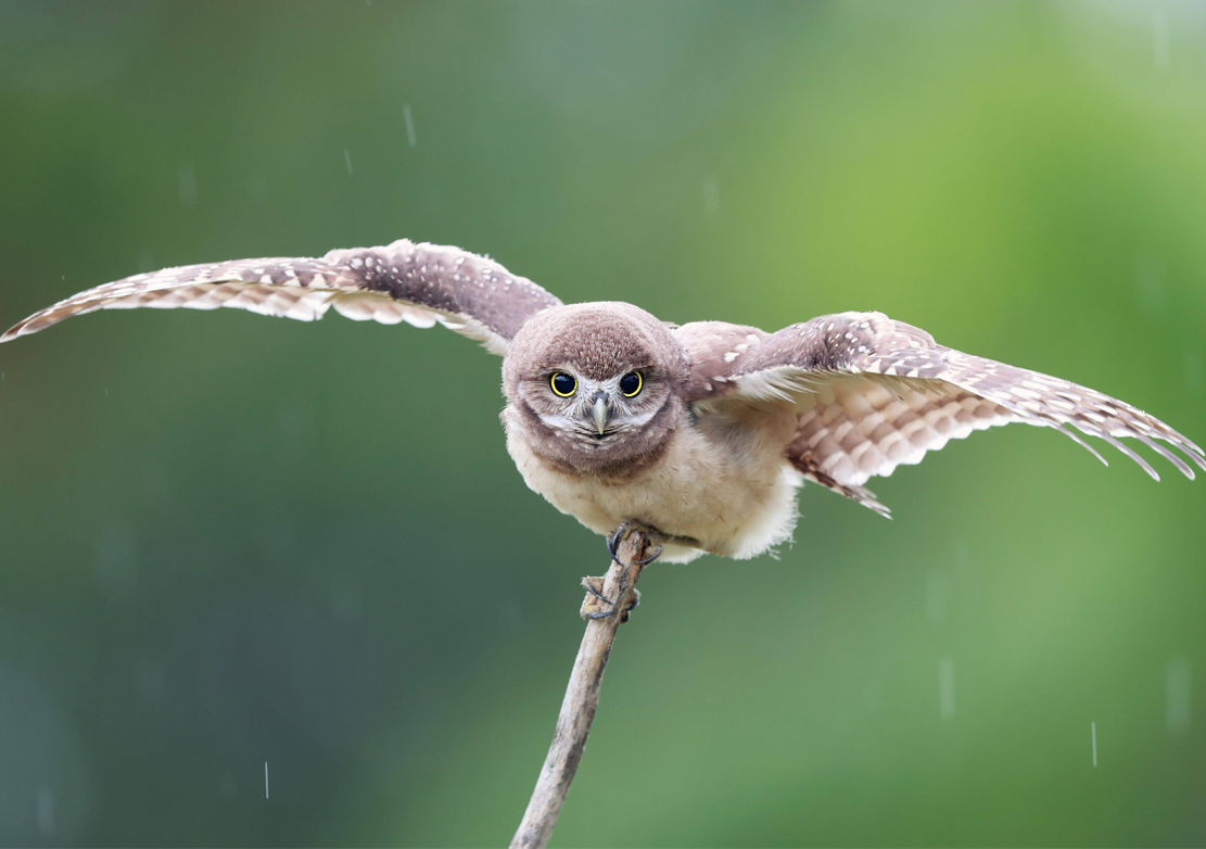 Owl on a branch with its wings expanded