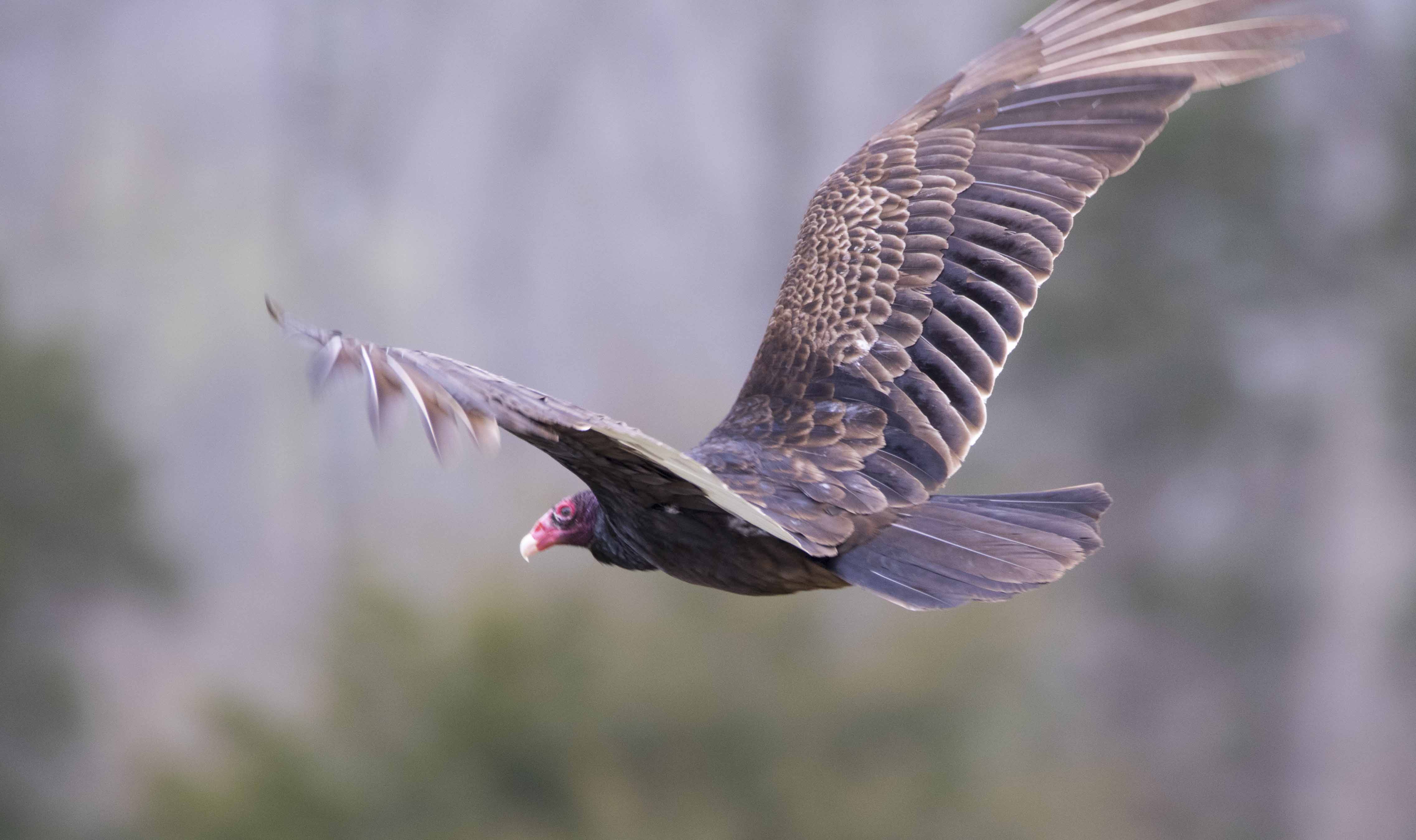 A turkey vulture in flight.