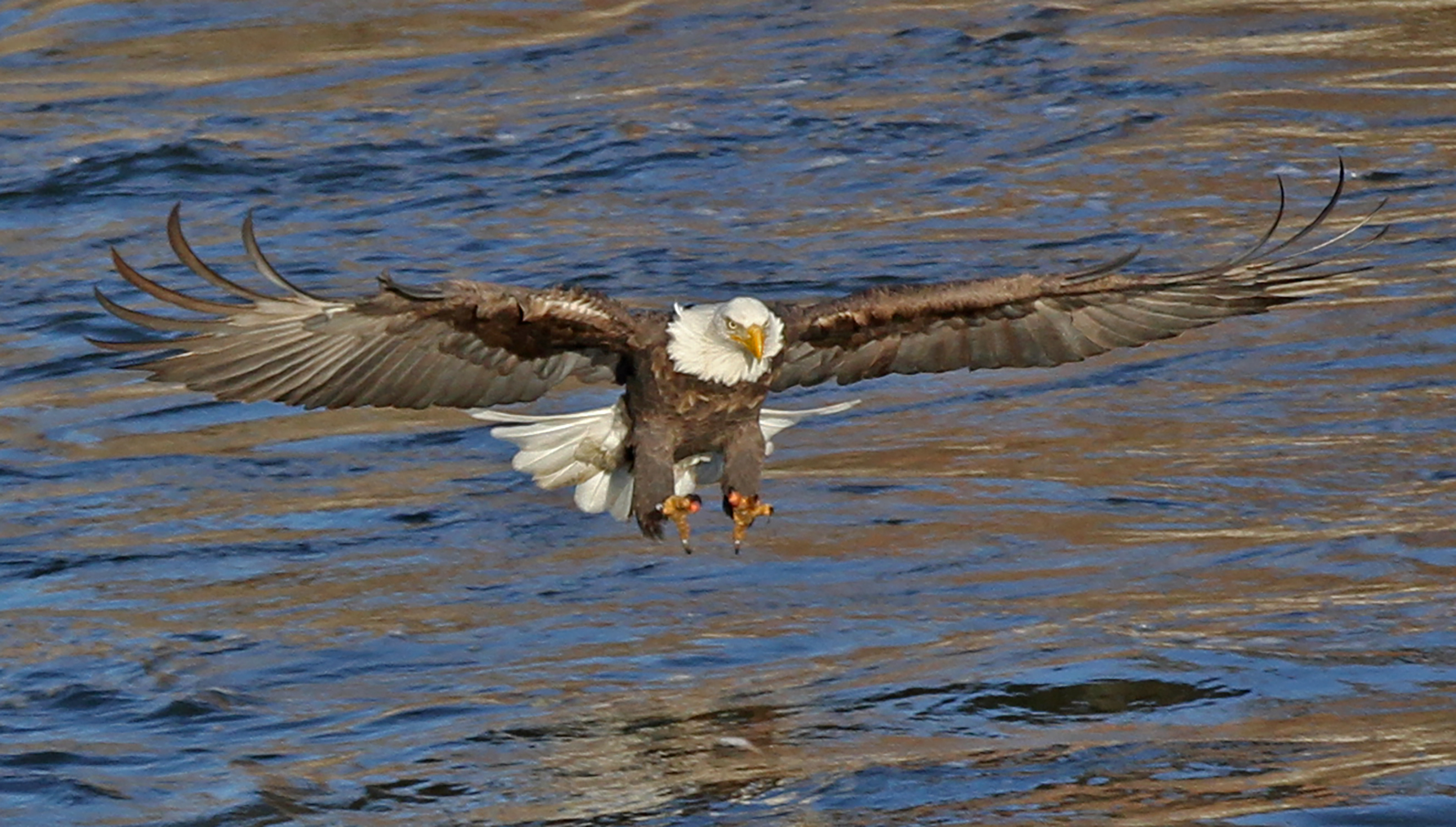 A bald eagle flies over a body of water, its feet outstretched to catch a fish.
