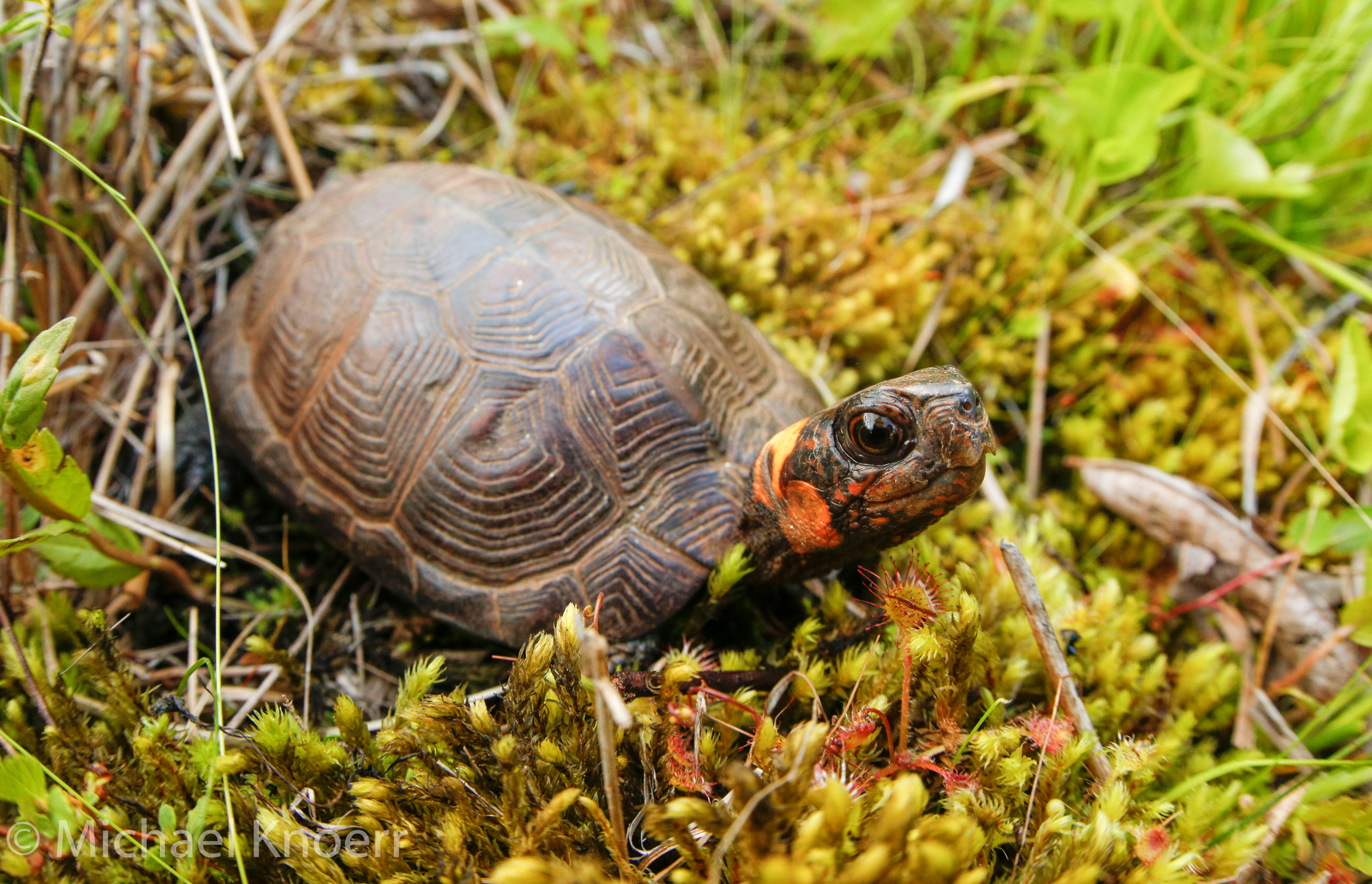 A small brown turtle with orange cheeks and a red speckled face sits in a patch of green moss.