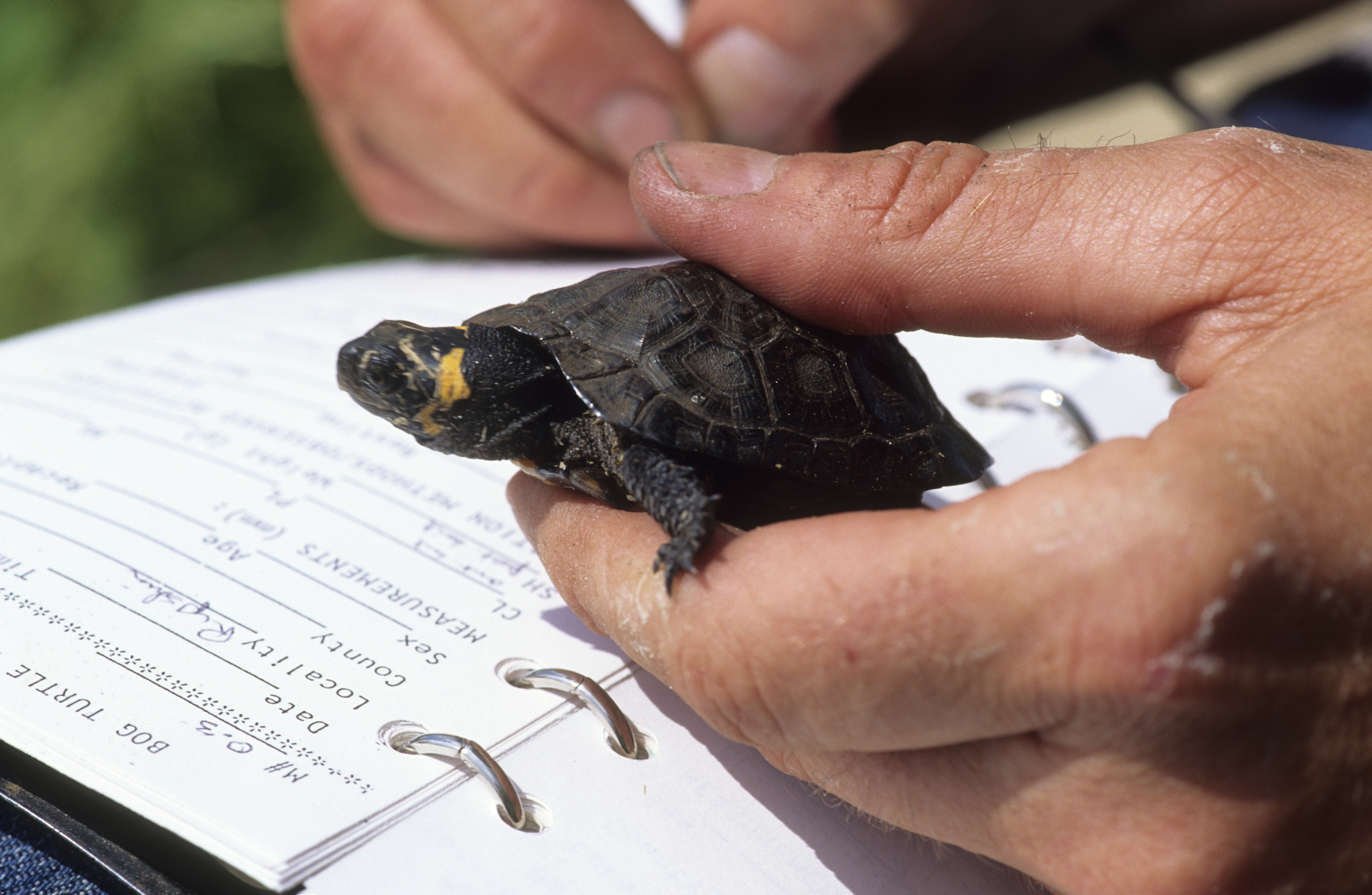 A hand holds a small turtle while the other hand writes in a notebook.
