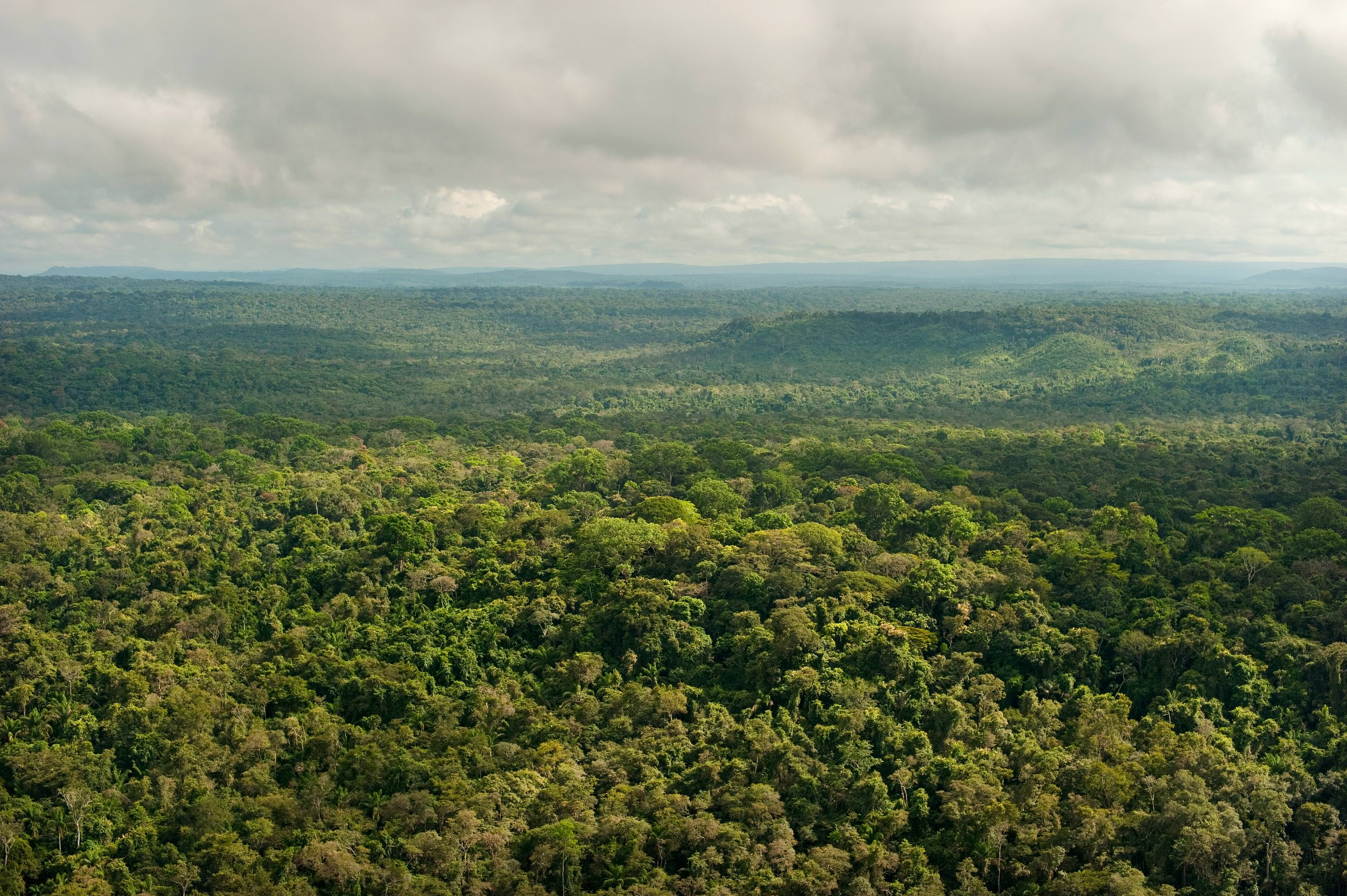 A forest of lush green tropical forest.