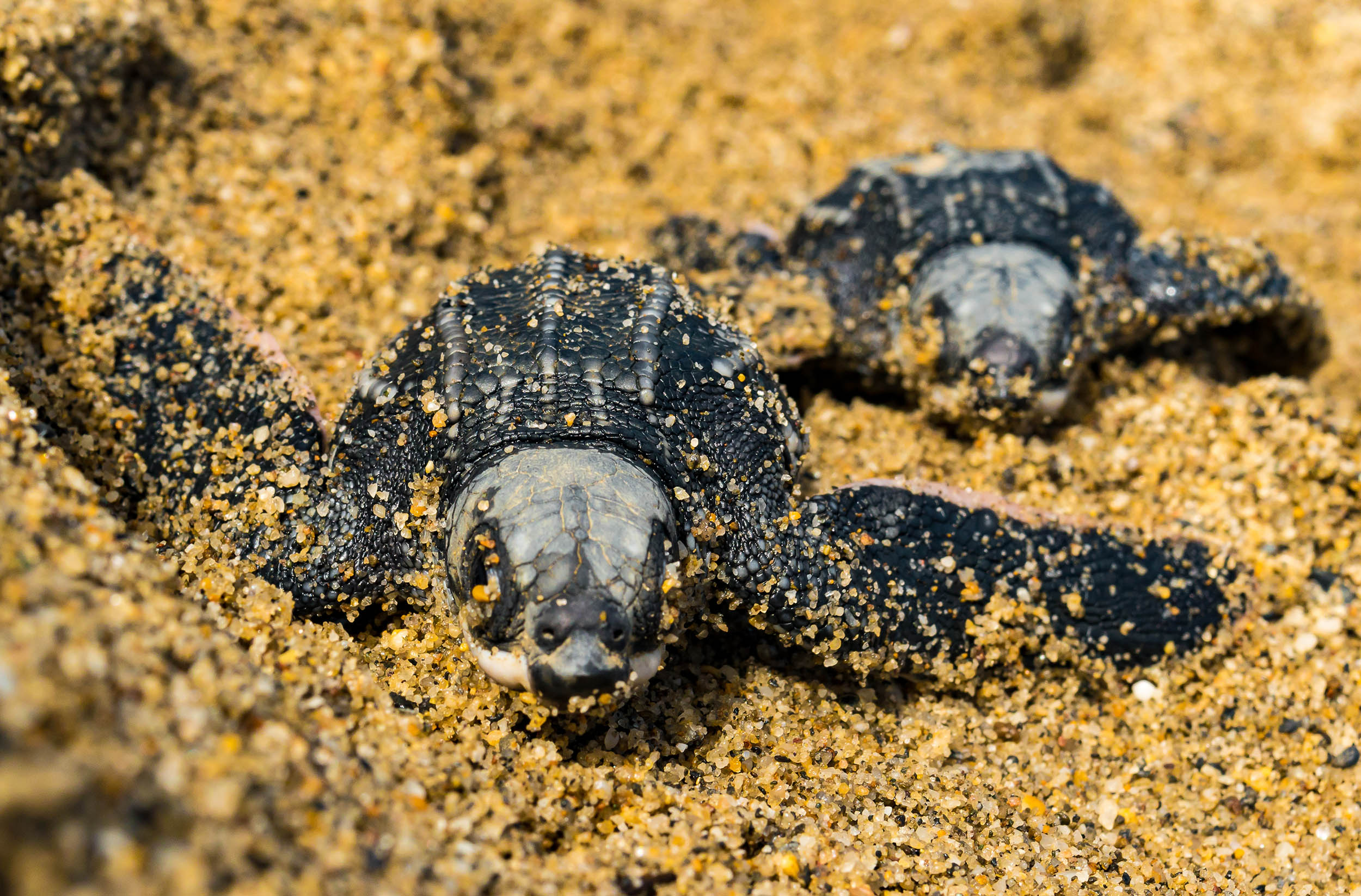 Two sea turtles move through sand.