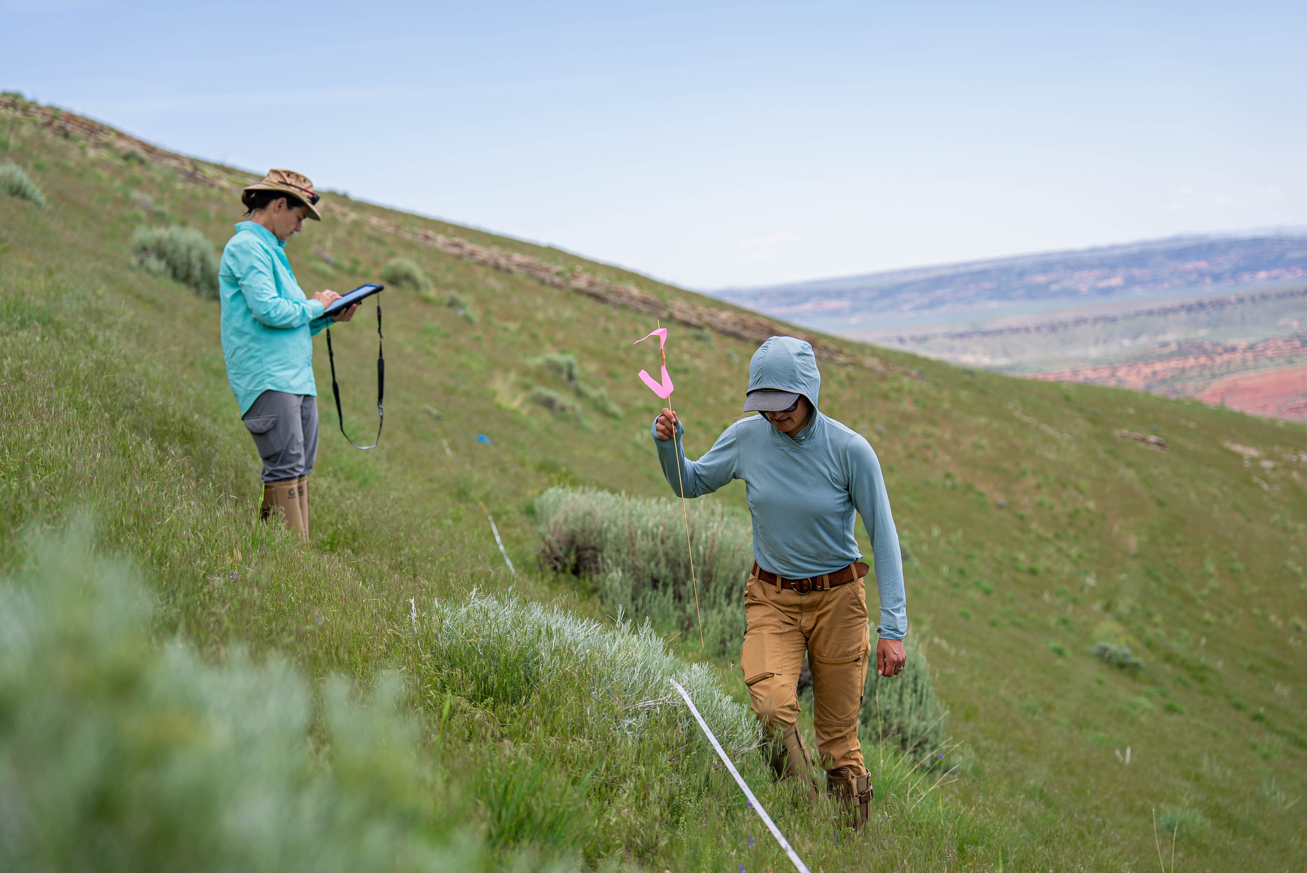 Two scientists check a transect on a green hill.