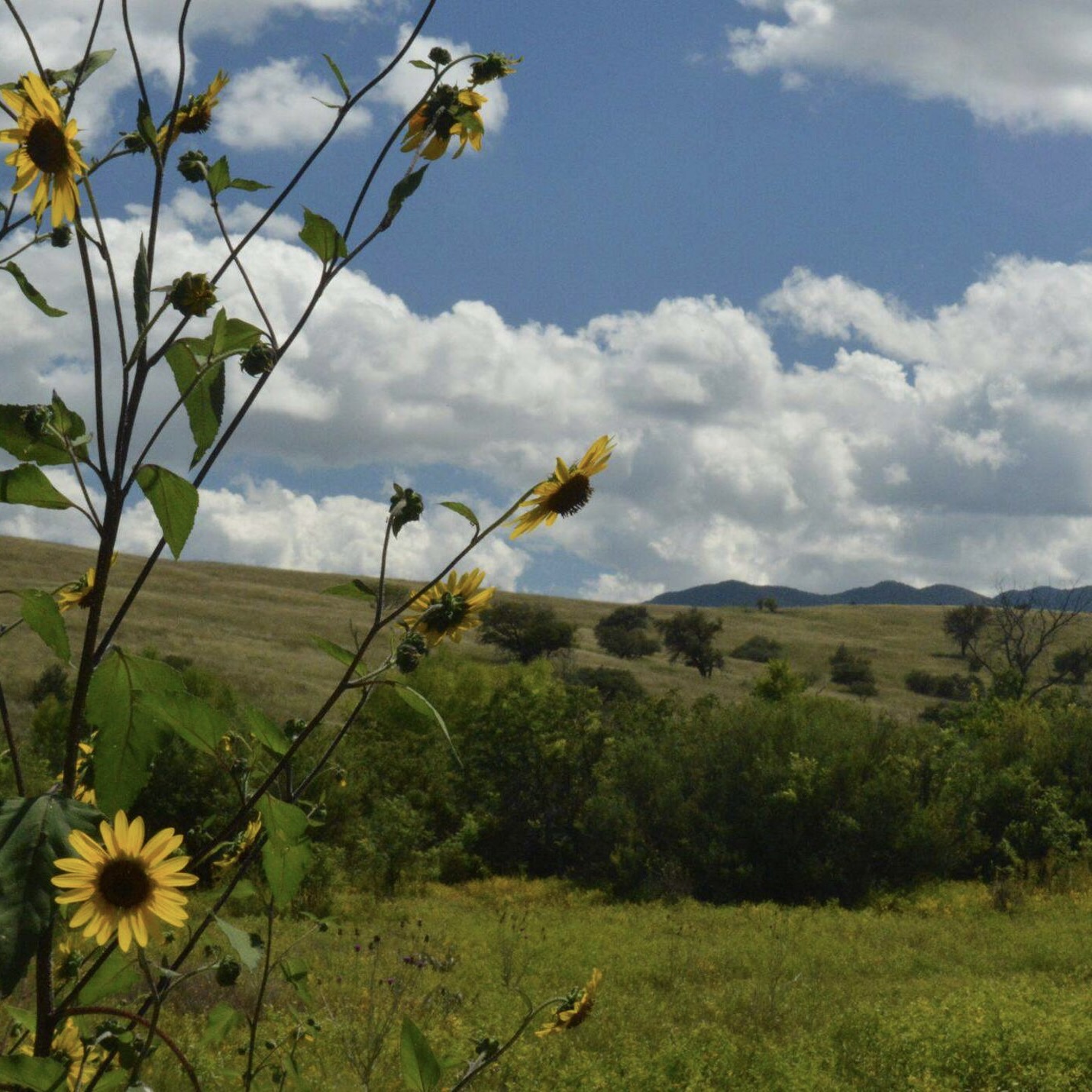 A landscape shows hills in the background with yellow flowers in the right foreground.