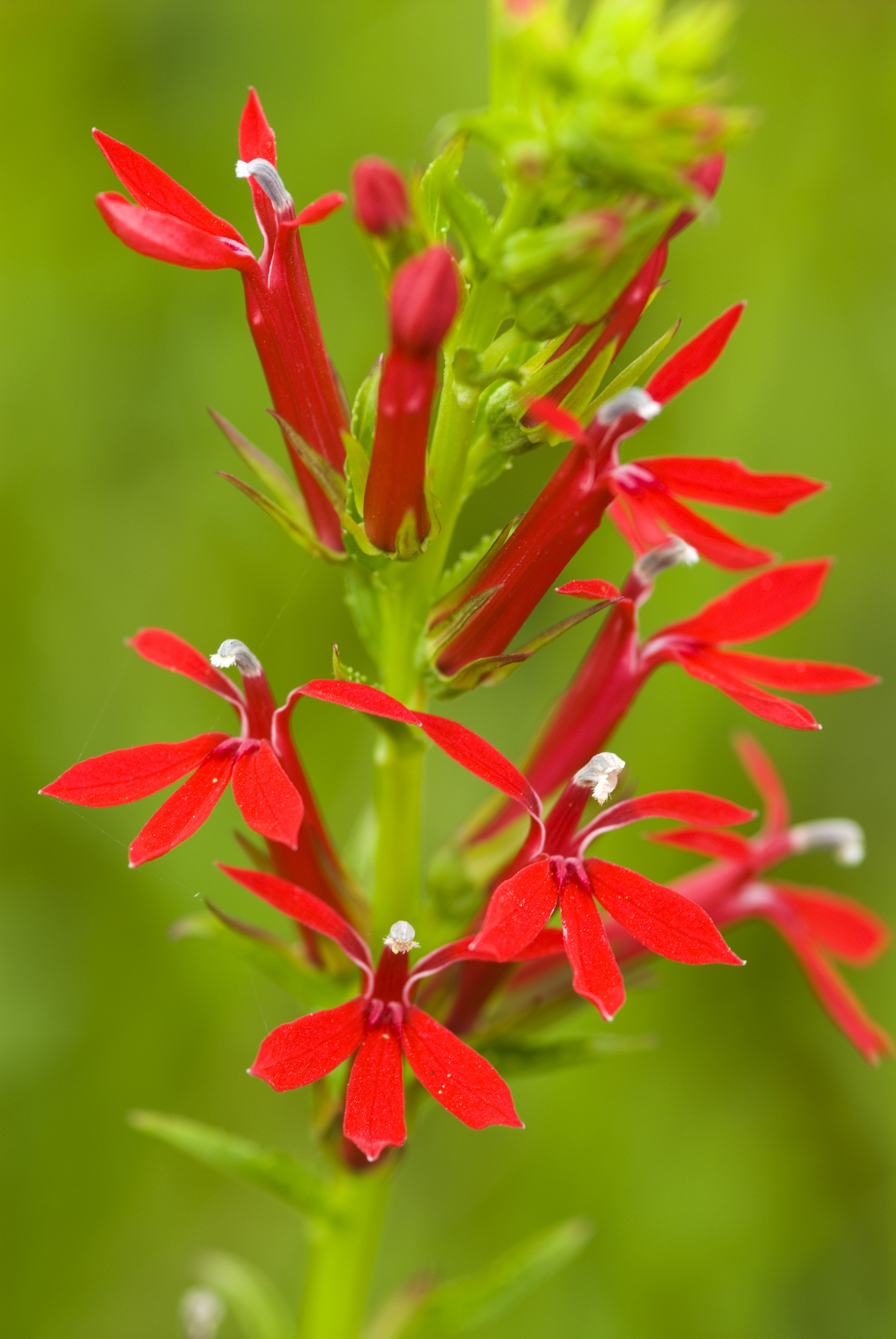 A plant with bright red multi-petal flowers.