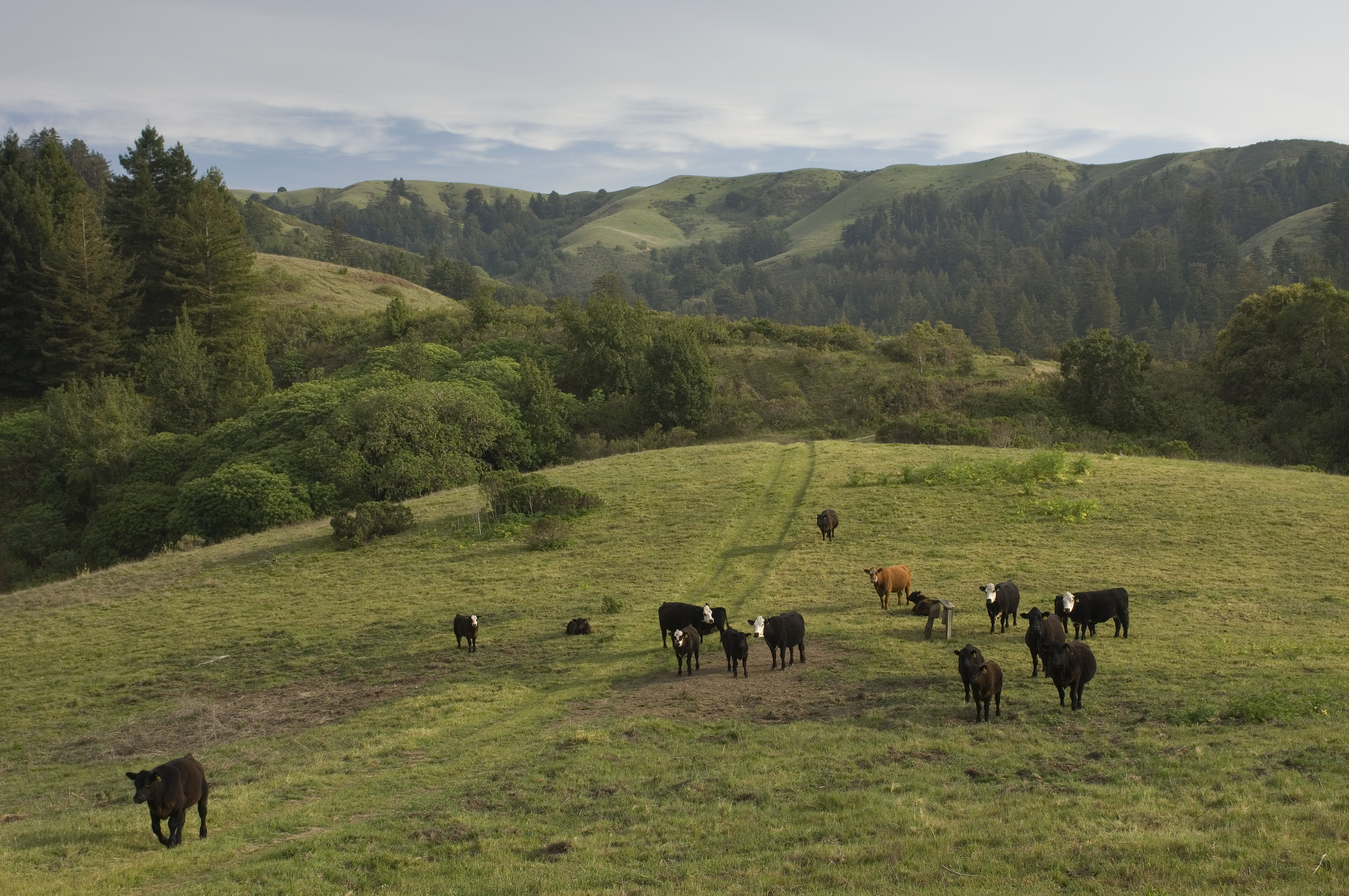 Cattle grazing in northern California. 