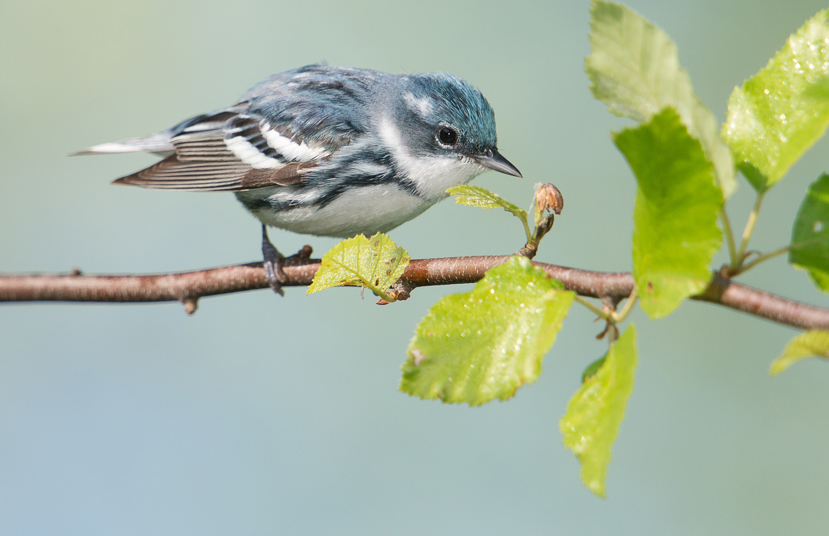 Cerulean warbler.