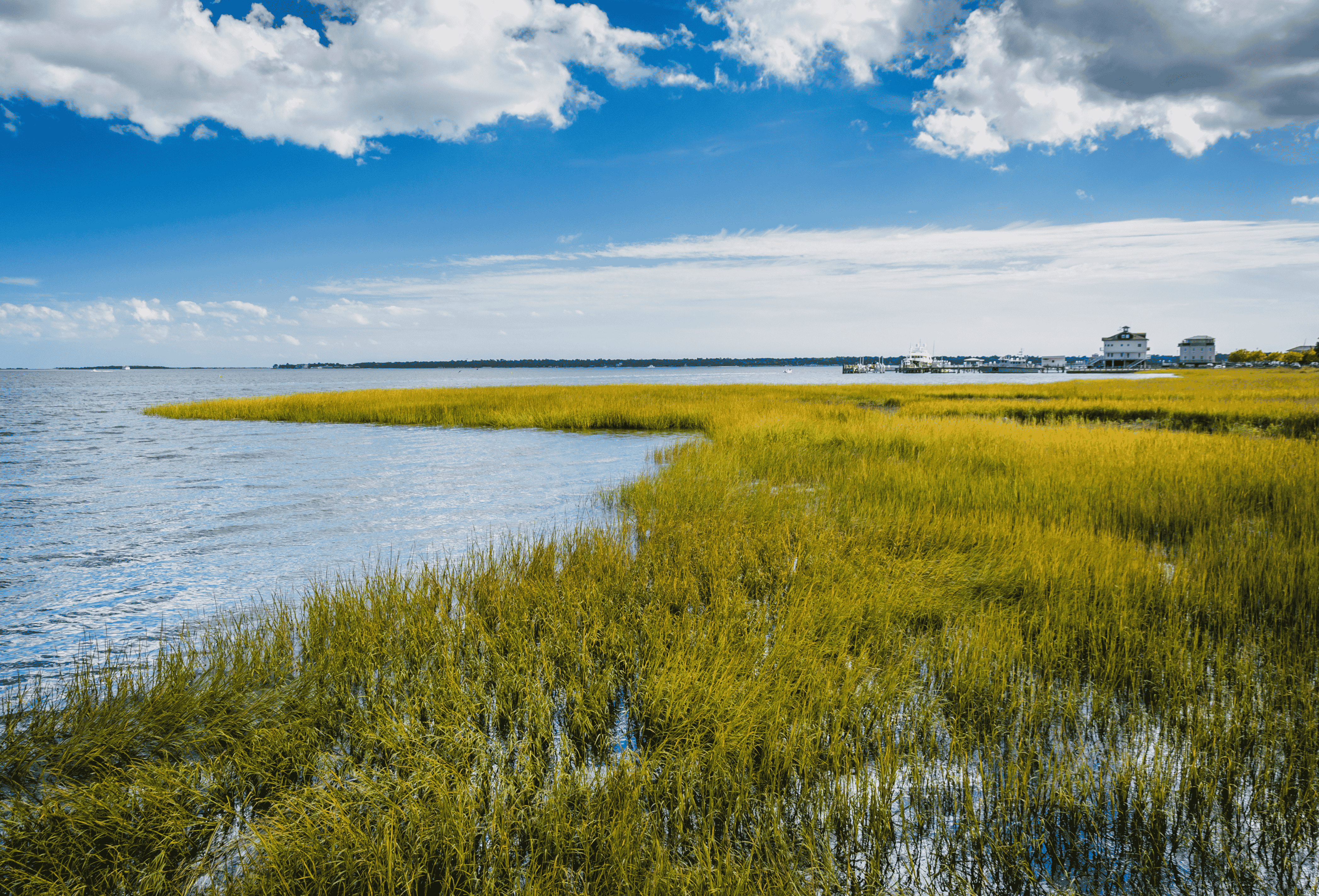 A blue sky frames a salt marsh boasting thick grass. 