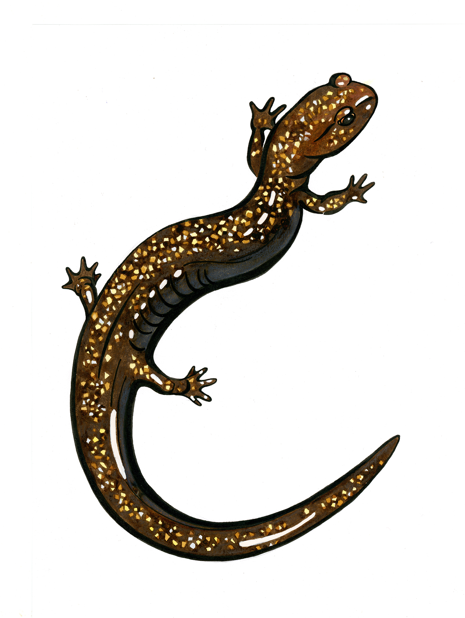 Illustration of a speckled salamander.