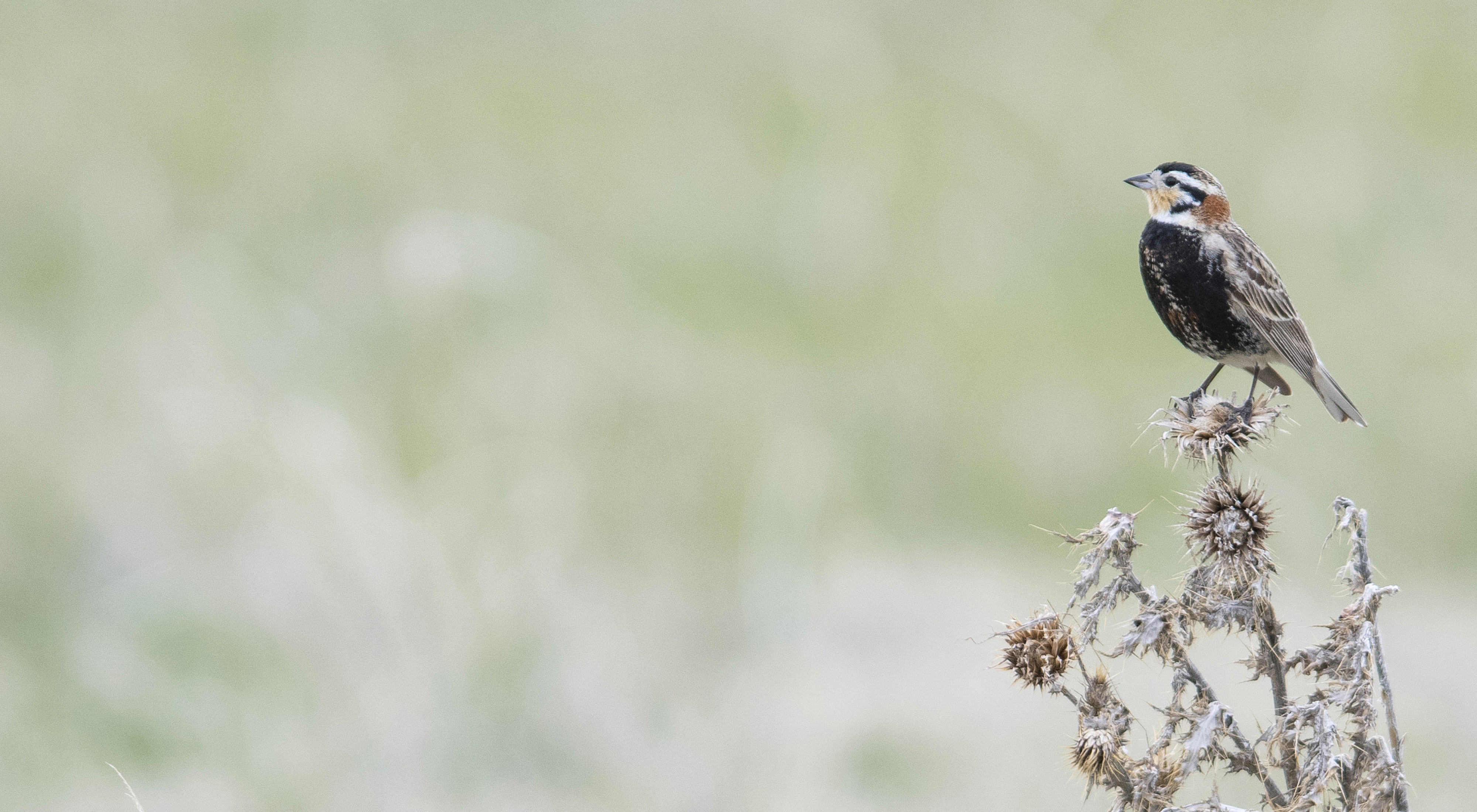 A small brown songbird perches on top of a plant; the background of the photo is blurred.