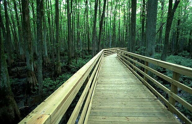 A boardwalk leads into a dense, green forest.