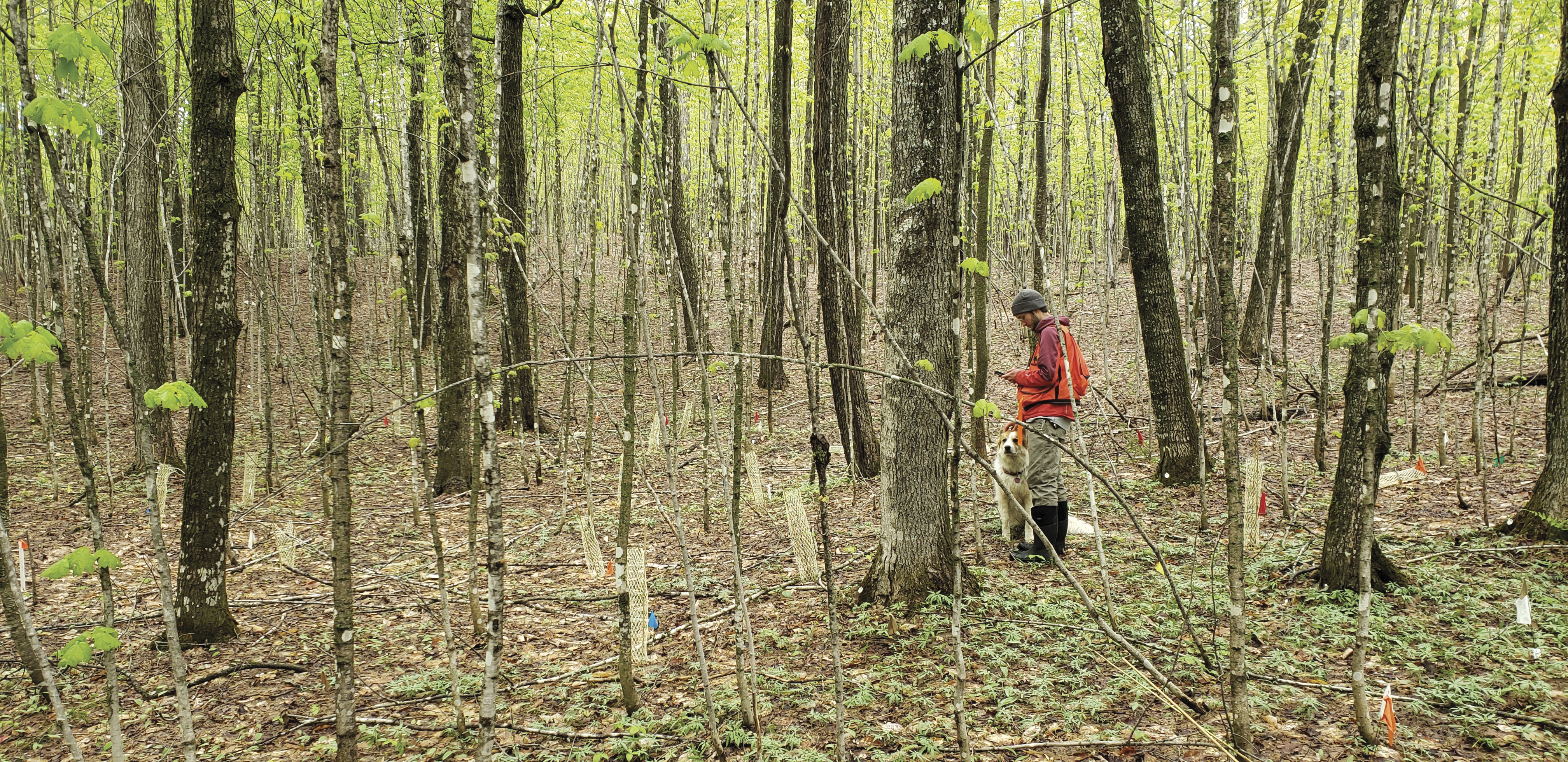 A man and a dog stand in a forest of varied tree sizes.