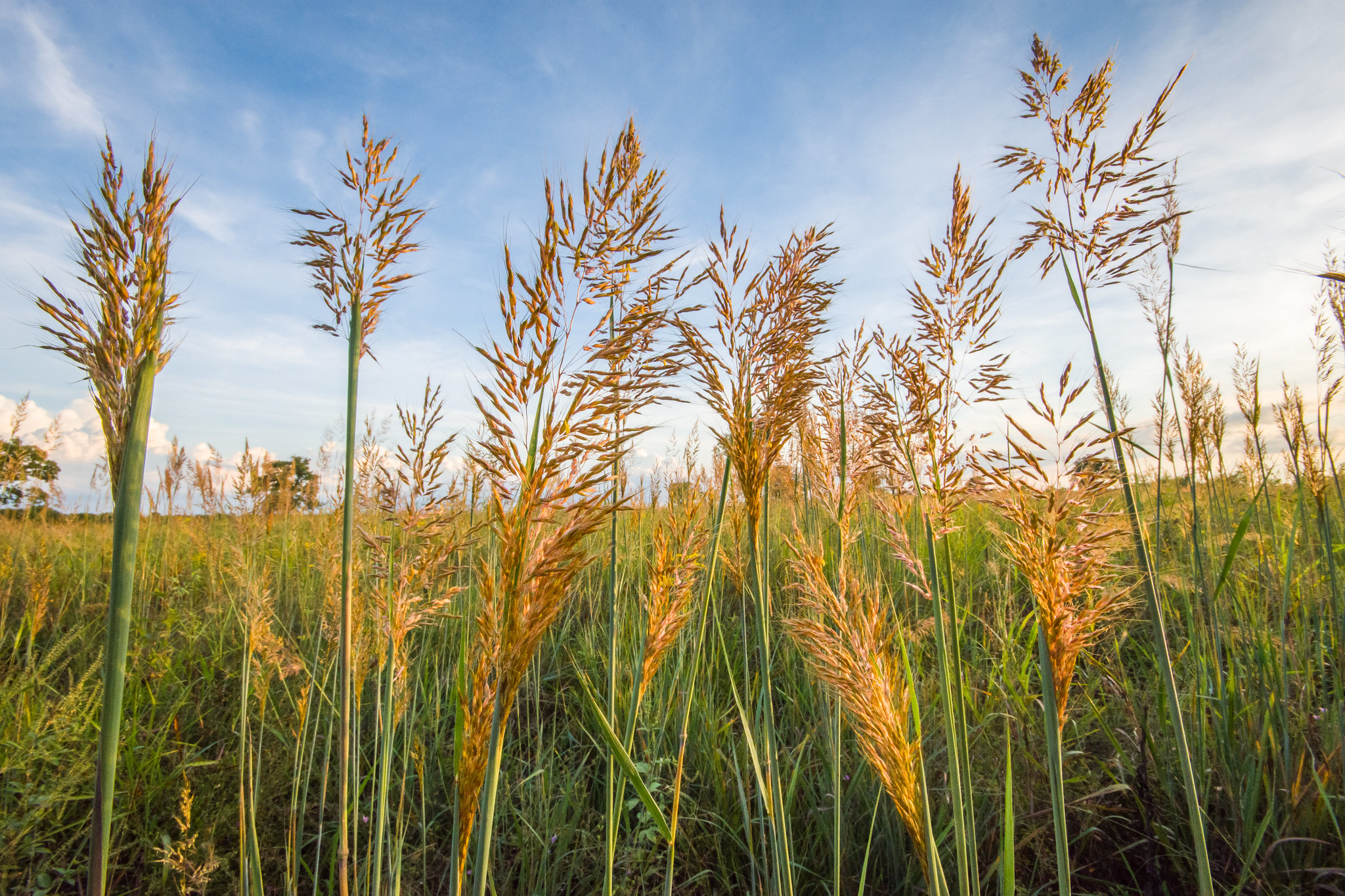A closeup of tall golden Indiangrass tips in a field.