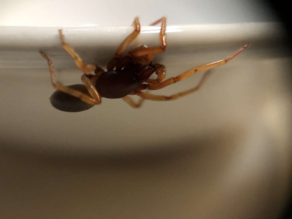 Macro, upside-down view of a brown spider crawling on a