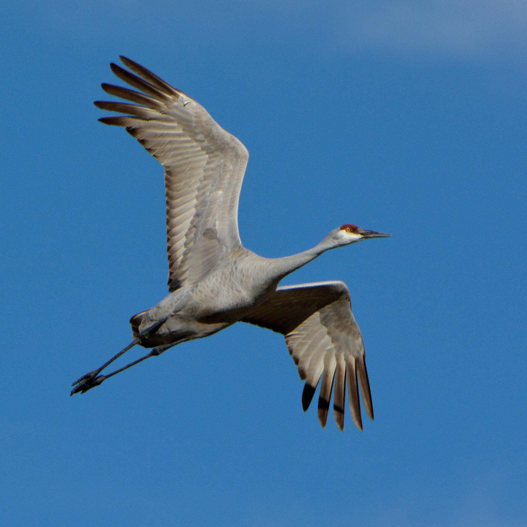 Sandhill crane in flight.