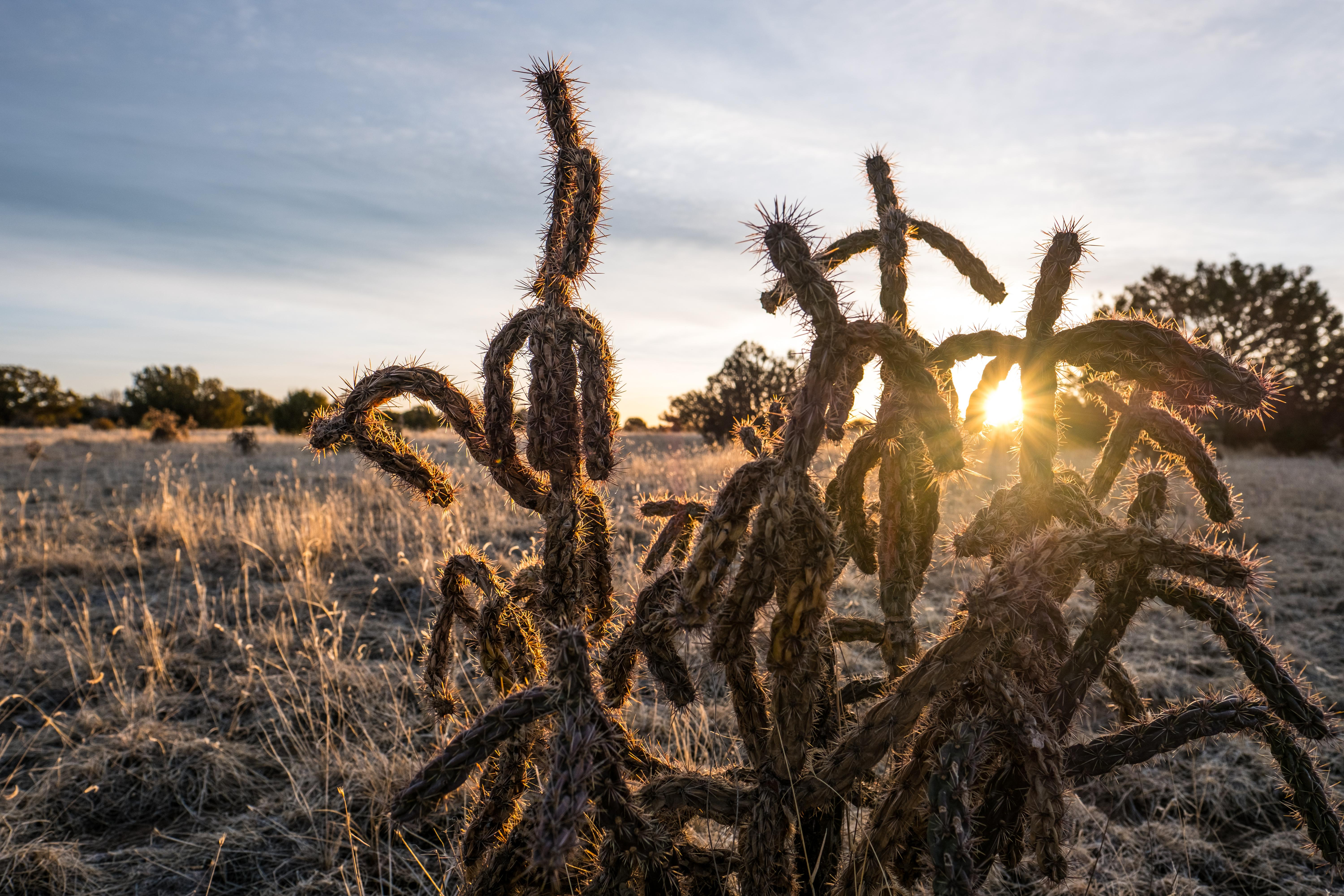 Catus at the JE Canyon in Colorado.