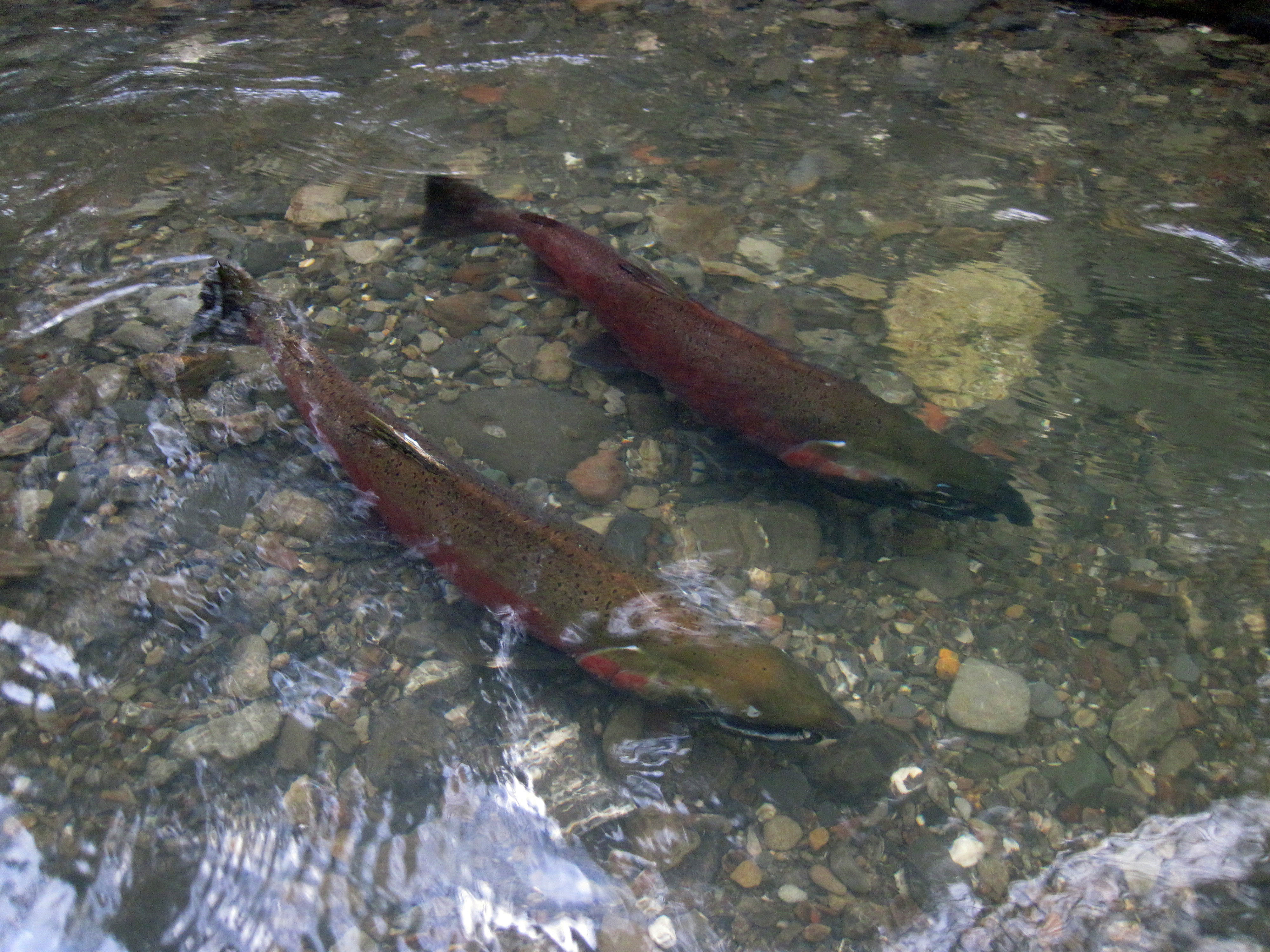 Looking down on two coho salmon floating together in clear, shallow water above a rocky creek bed.