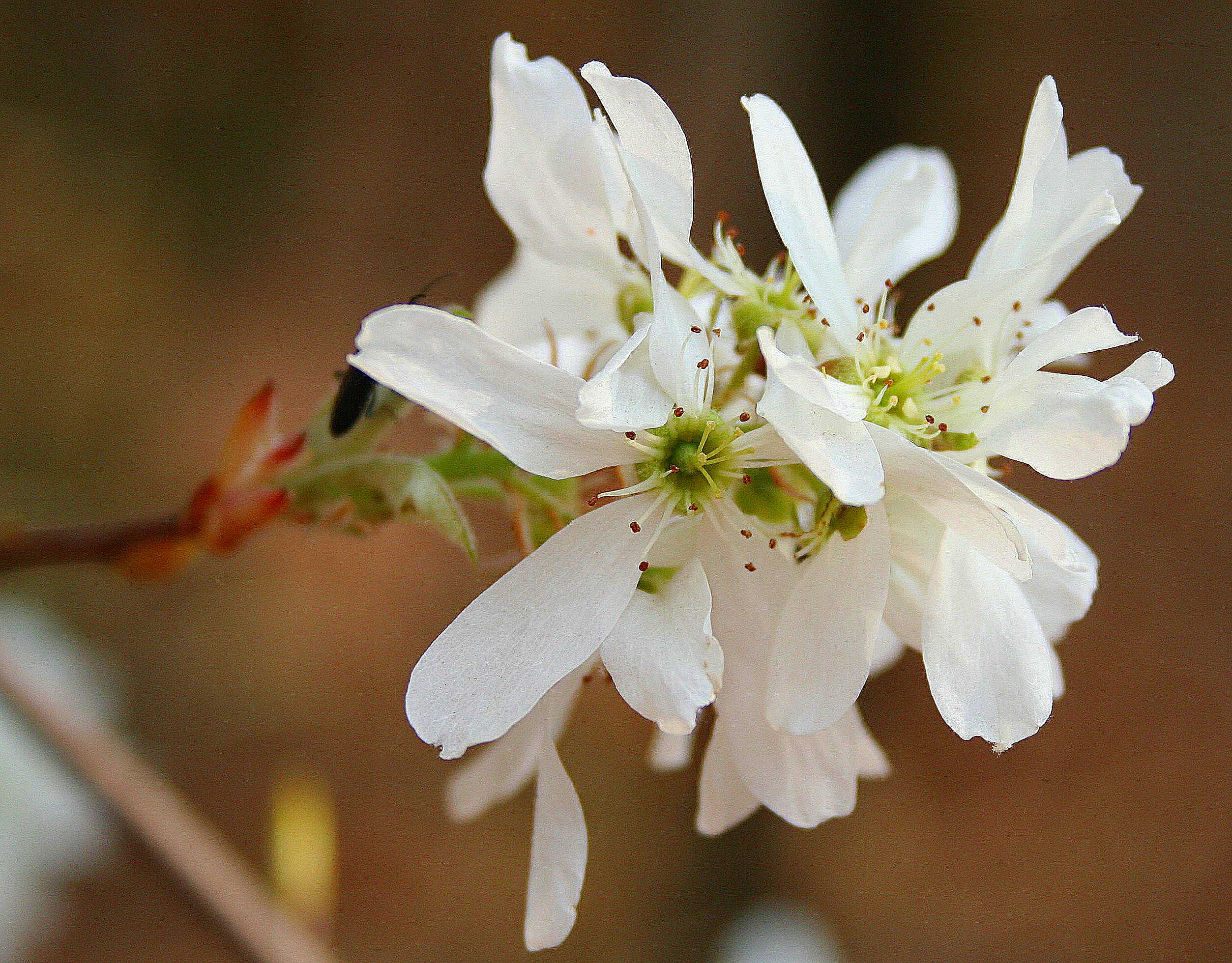 Multi-petaled white flower on a delicate stem.