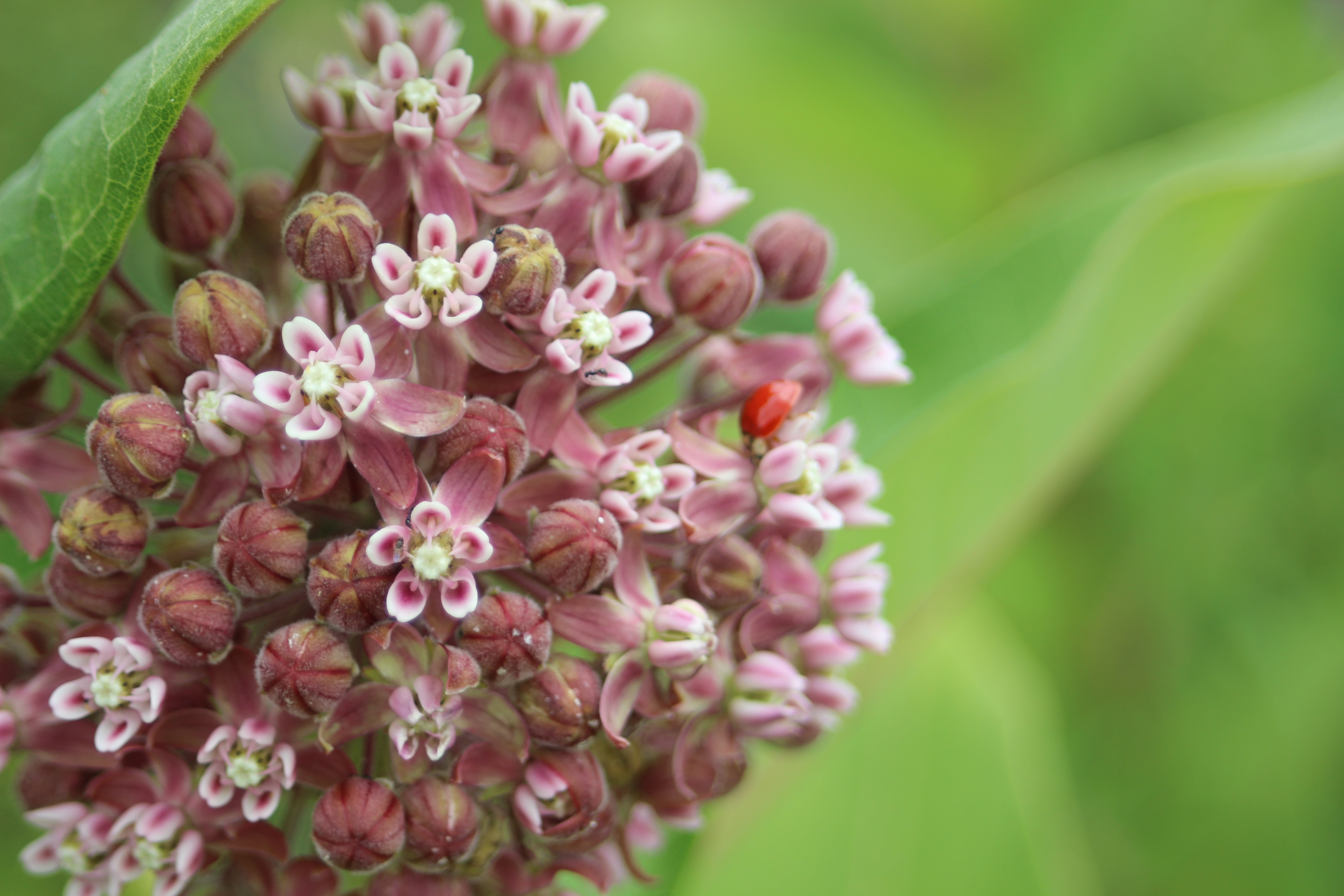 Common milkweed: a cluster of purple flowers.