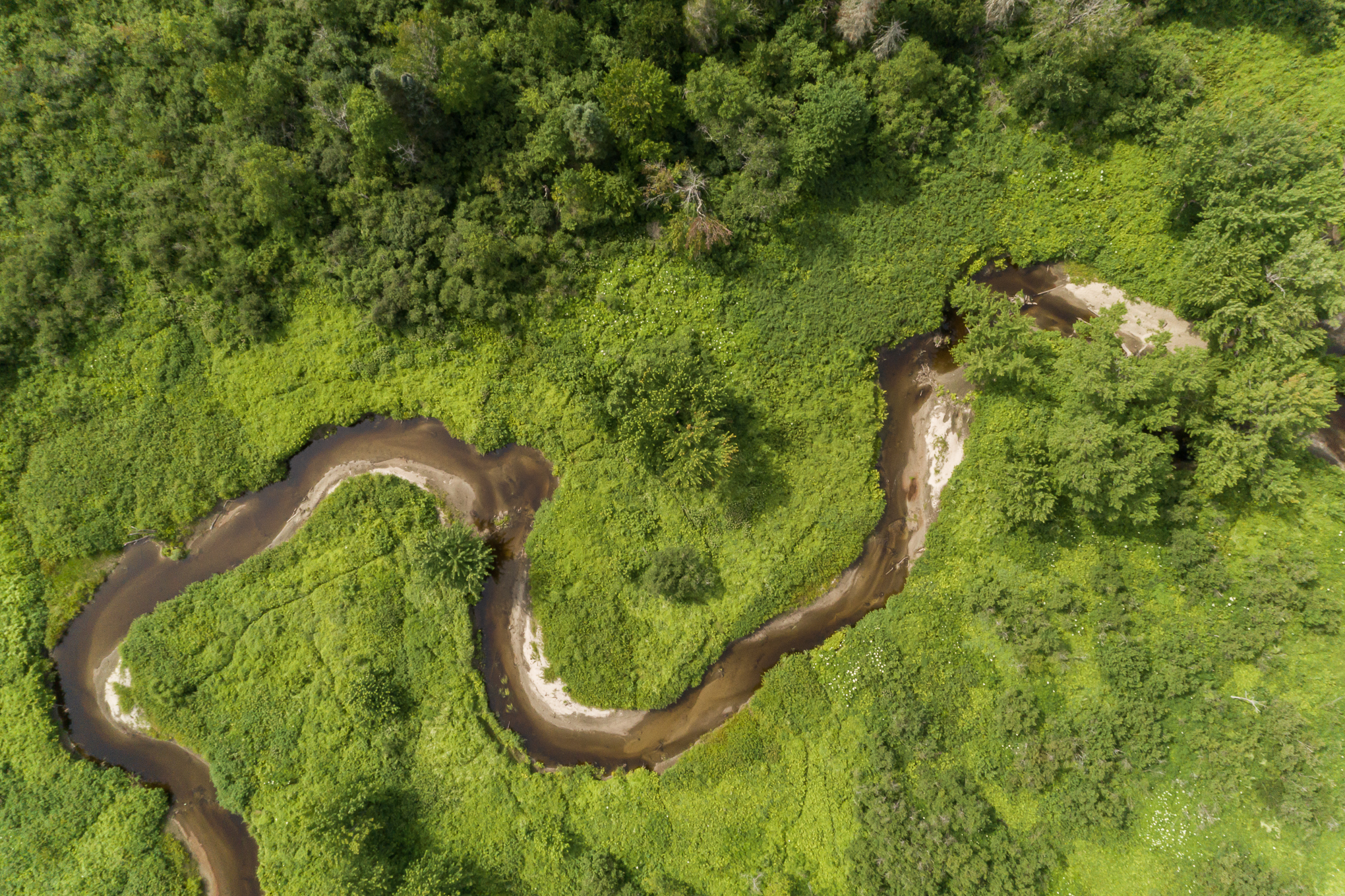 Looking down on a sandy-bottomed river as it twists and turns through a green forested landscape.