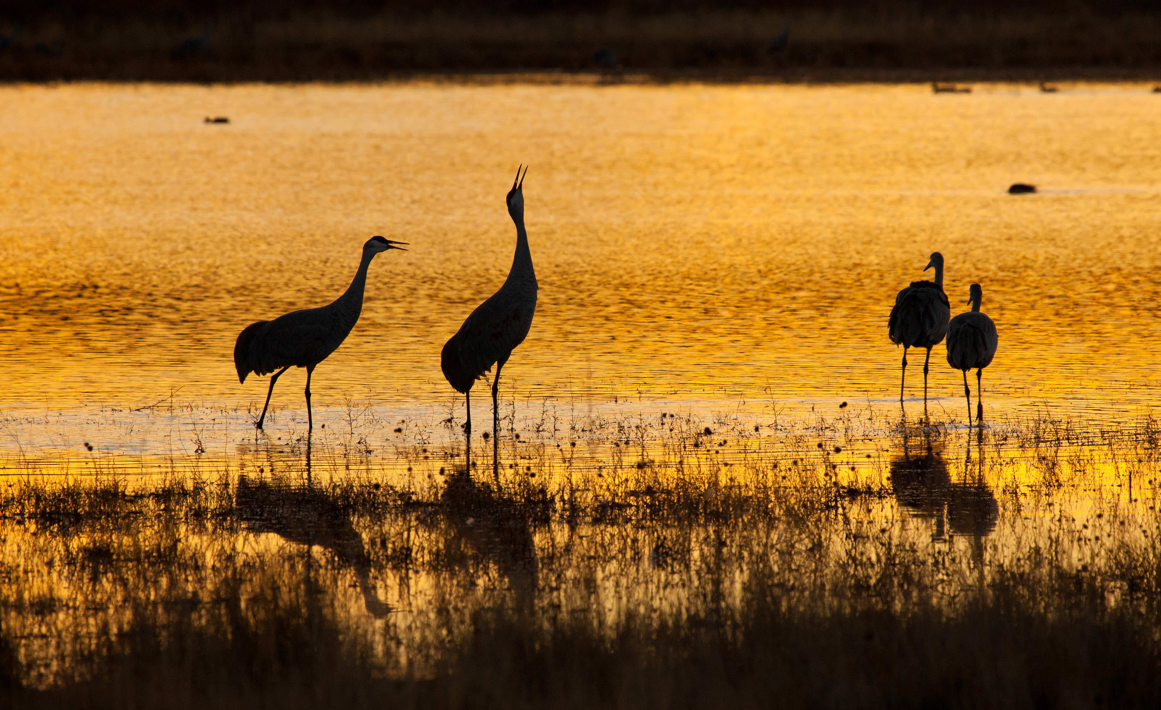 The sun sets on large birds resting at sunset.
