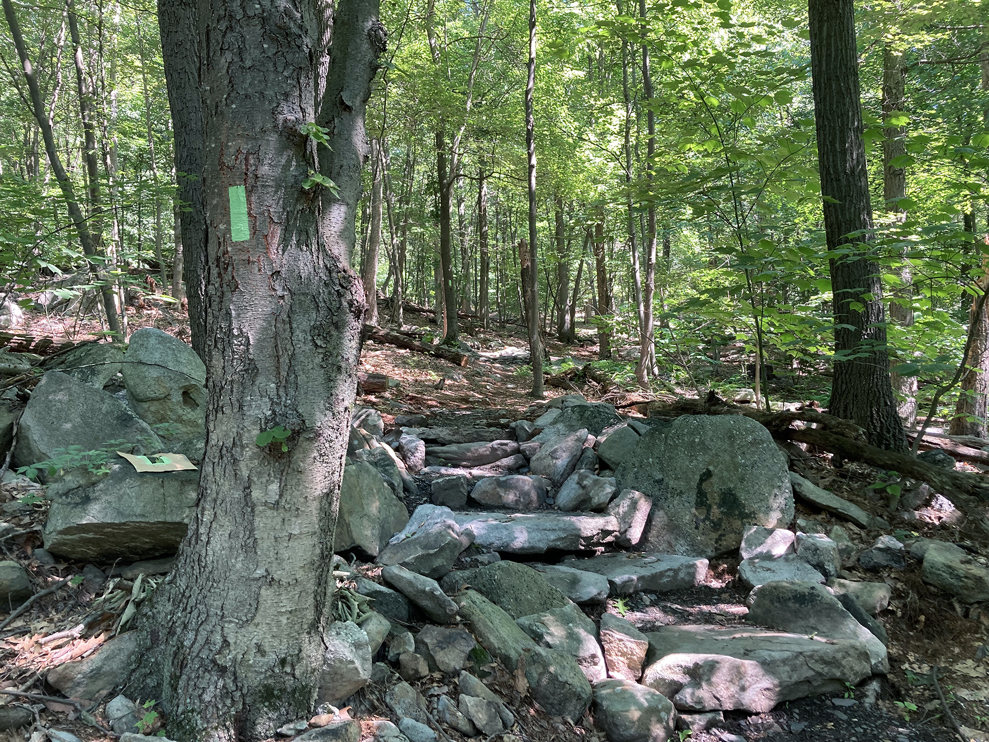 A rectangular lime green blaze on a tree marks a trail.