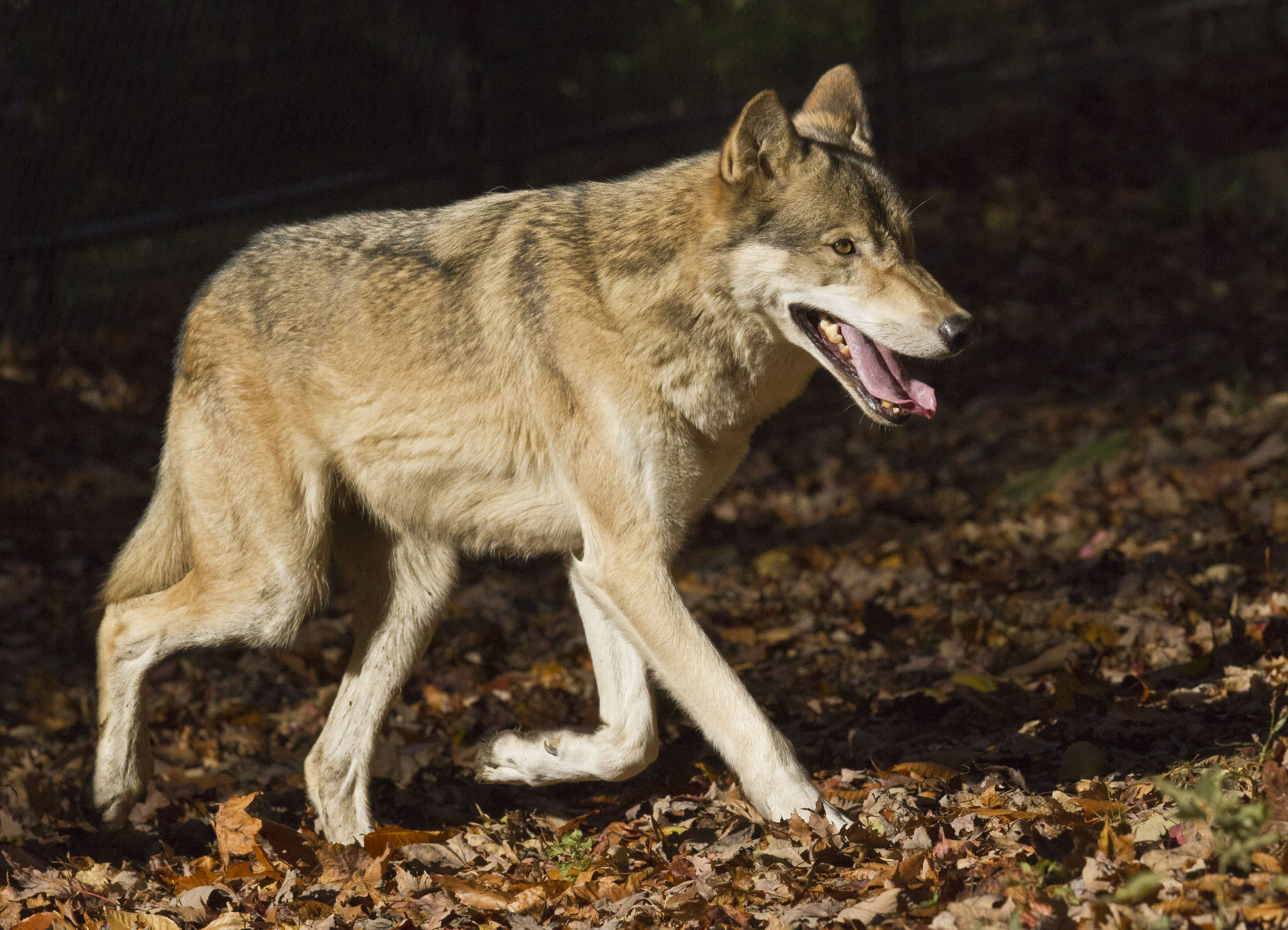 A coyote trots through leaves with its mouth slightly open. 