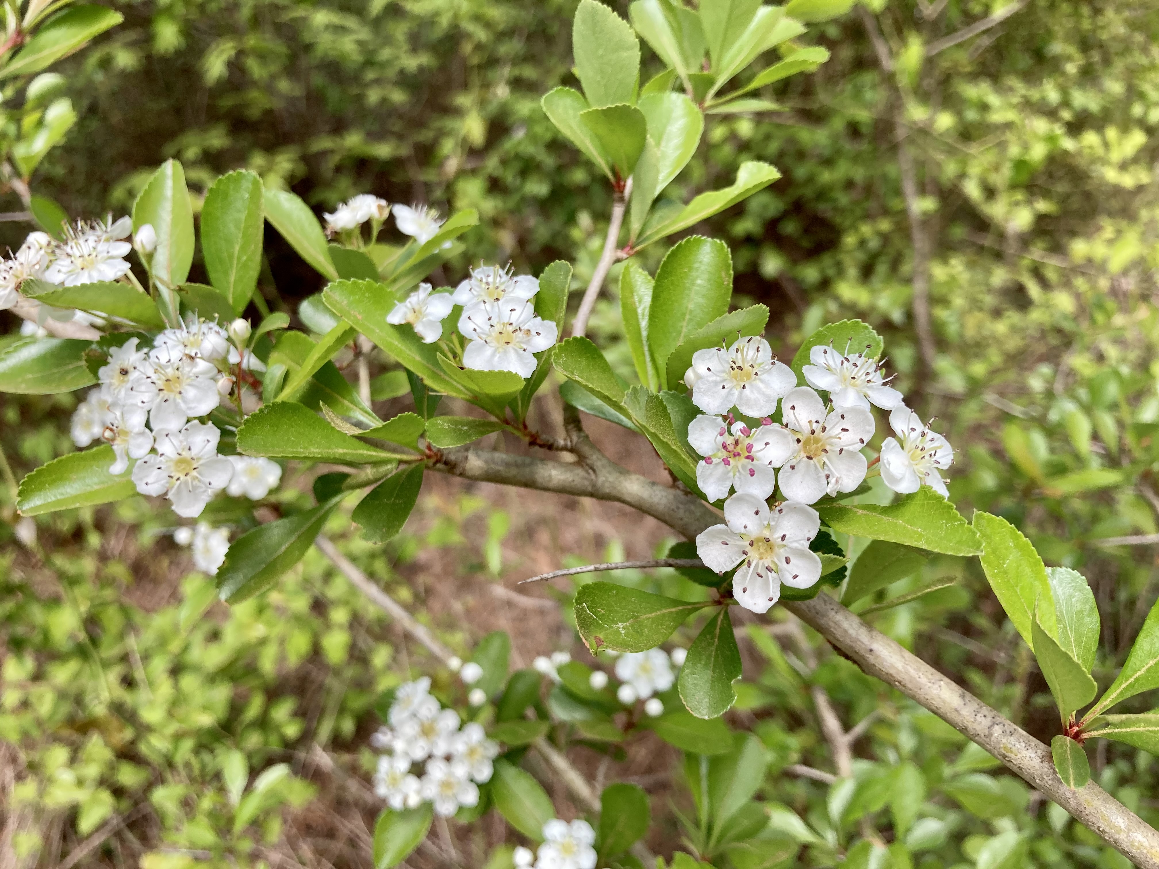 Delicate white flowers grow on a thick stem.