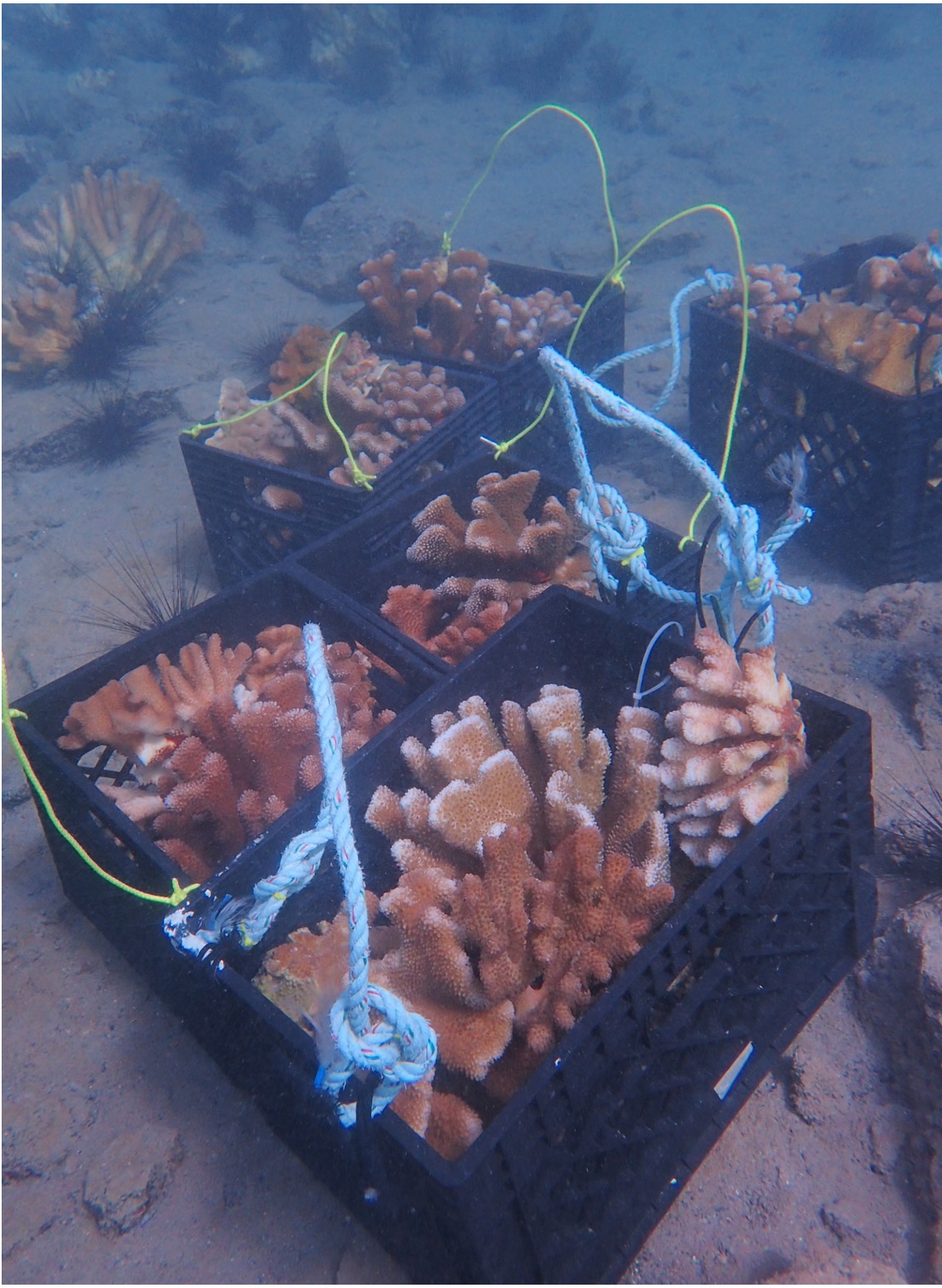 Underwater view of baskets of coral waiting to be reattached.