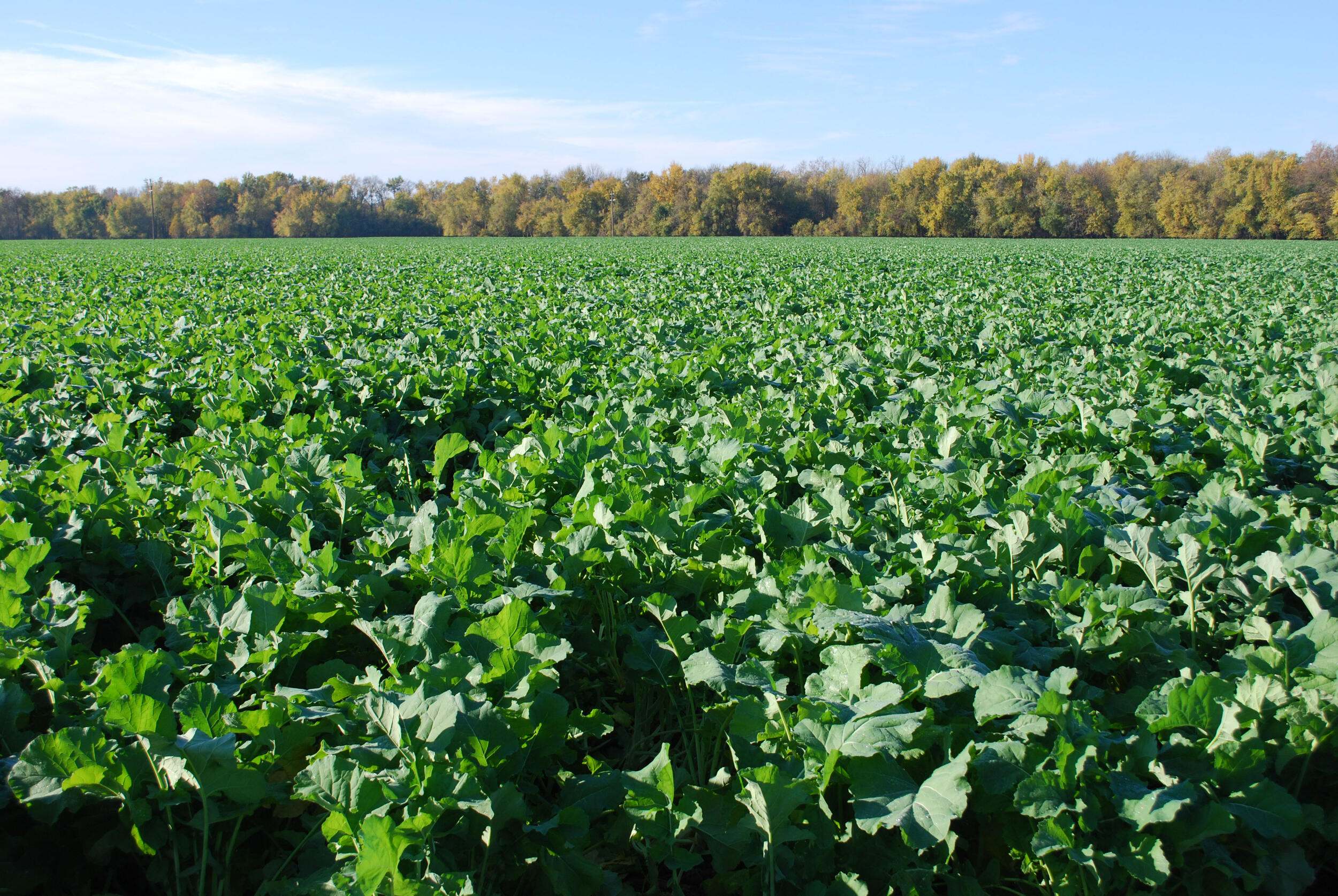 Green plants cover an agricultural field.