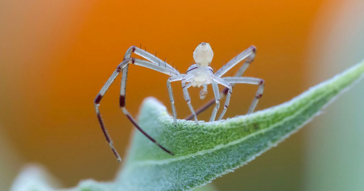 Male crab spider resting on the green leaf of a butterfly milkweed.