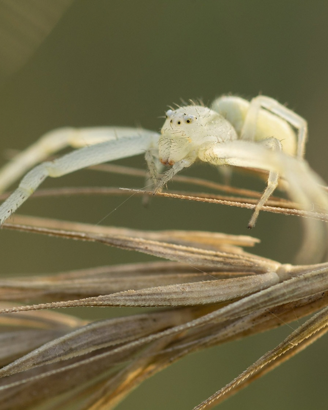 A close-up of a white crab spider, with a hairy body, long legs and dark eyes, resting on a plant.