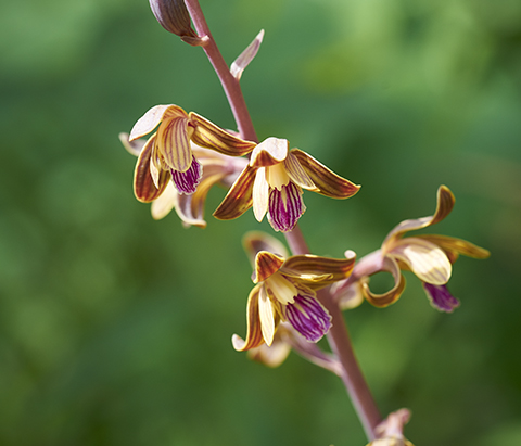 Crested Coralroot Orchid.