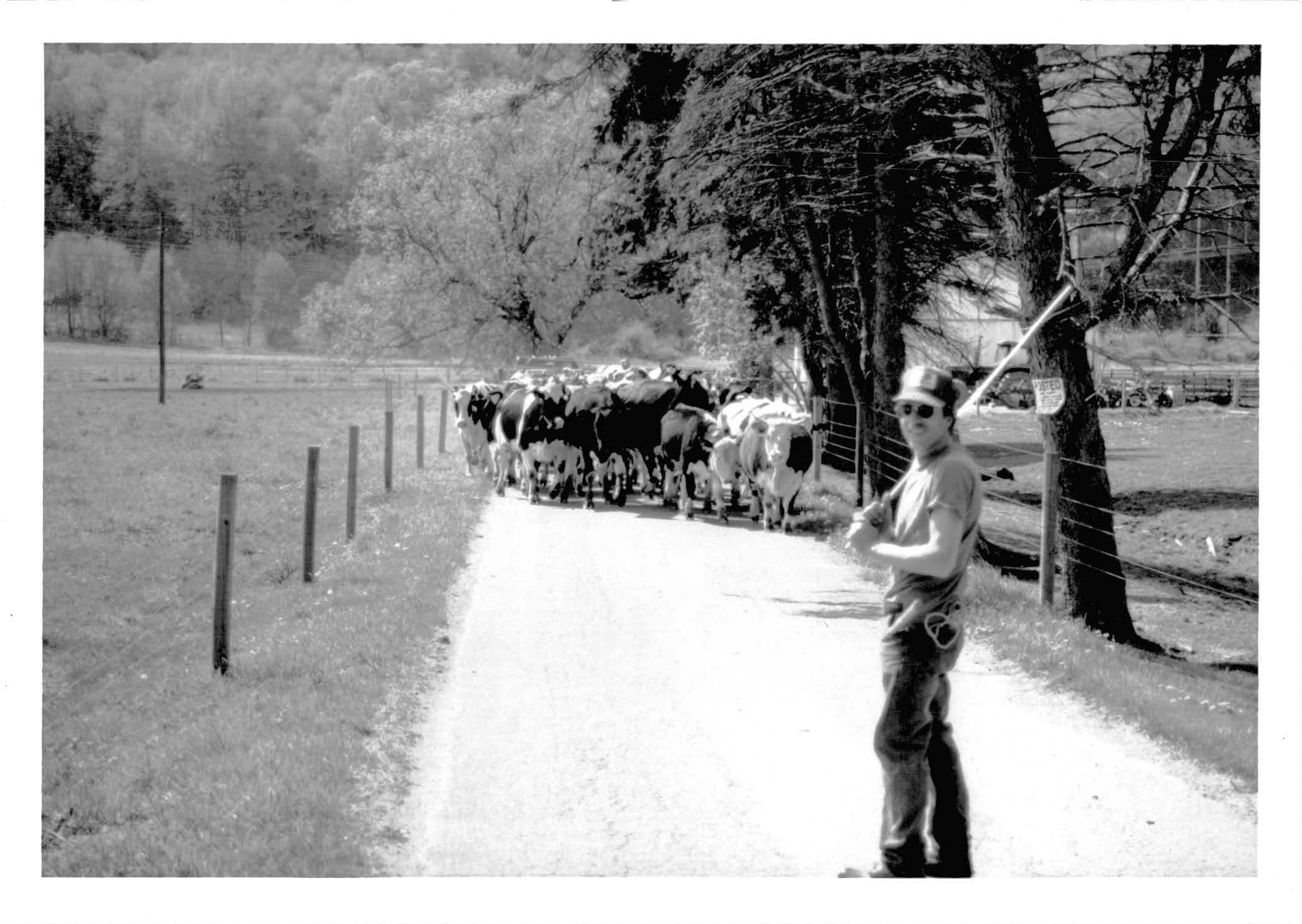 A person stands on a rural road, holding a stick, guiding a herd of cows away. The scene is set in a picturesque, tree-lined landscape.