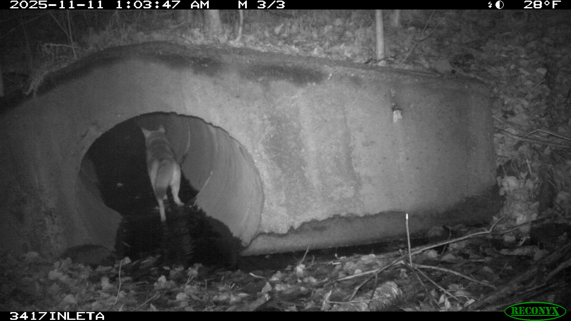 A black and white screen grab from a wildlife camera shows the entrance to a cement culvert and a coyote walking into the culvert to cross a major highway underground. 
