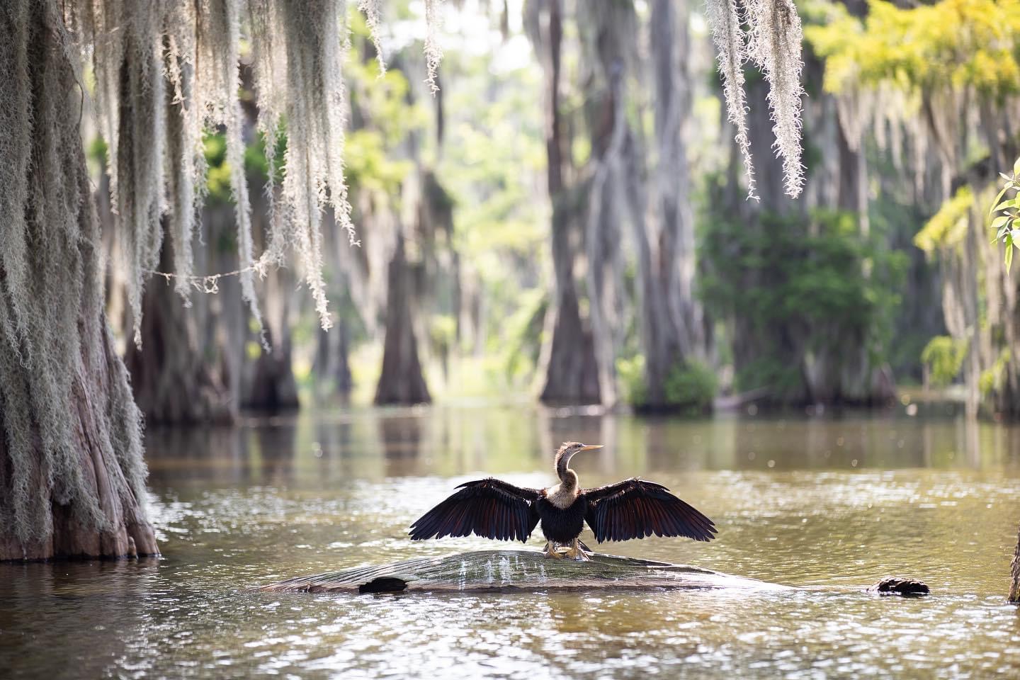 An anhinga takes flight from swamp water, surrounded by cypress trees. 