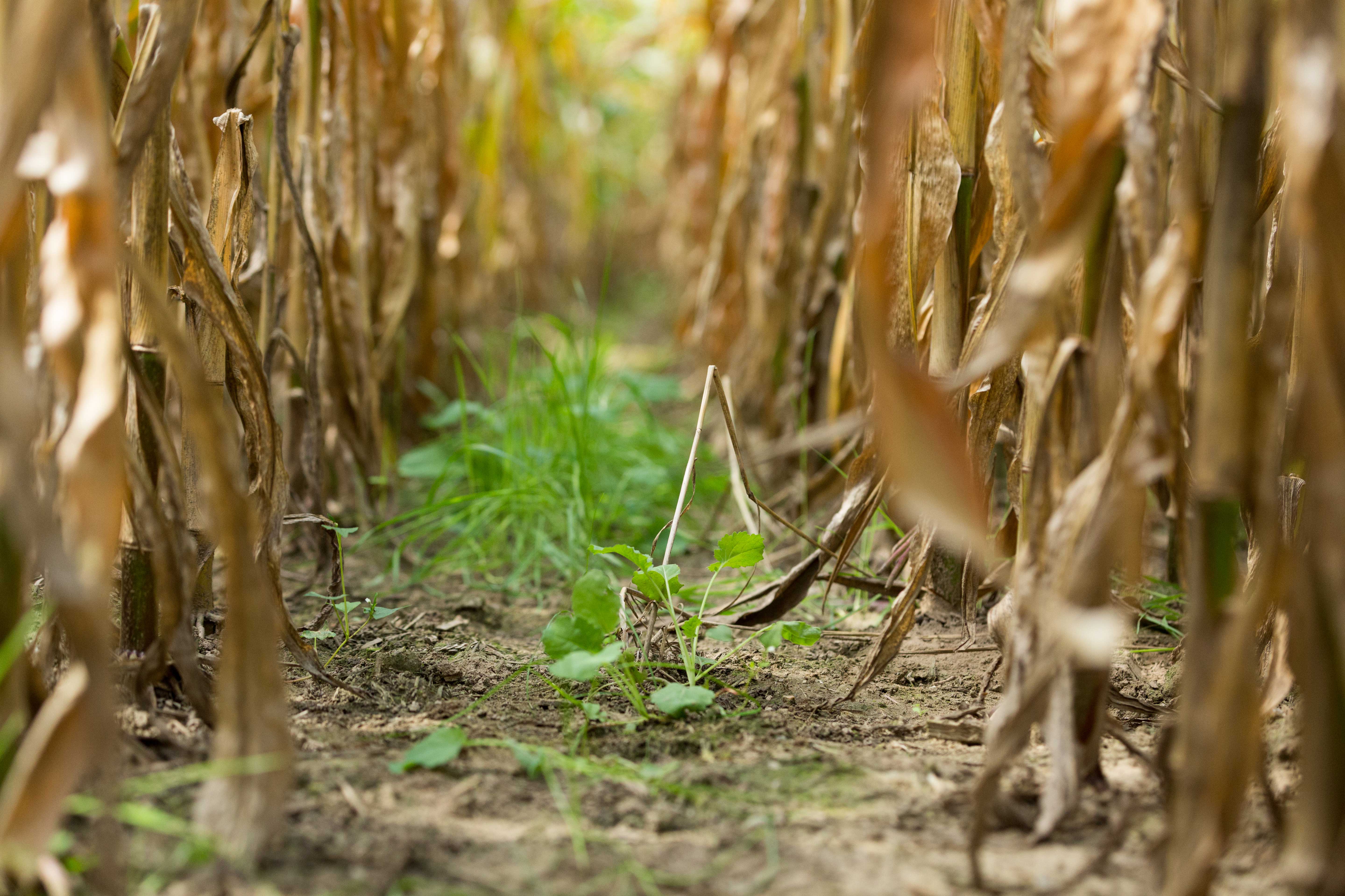 Closeup of small green plants sprouting up next to corn crops.