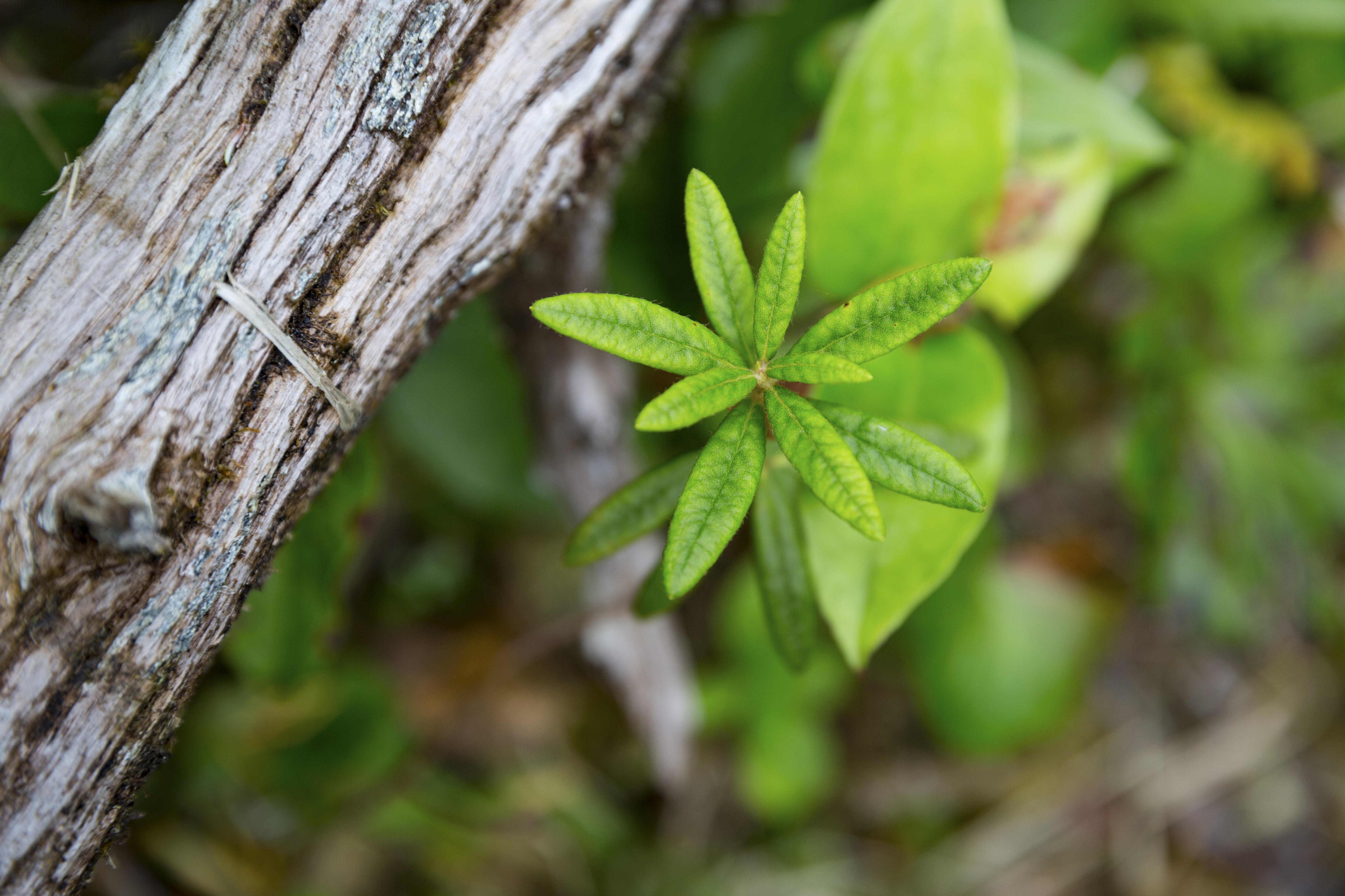 A closeup of a tree branch and a green, leafy plant.