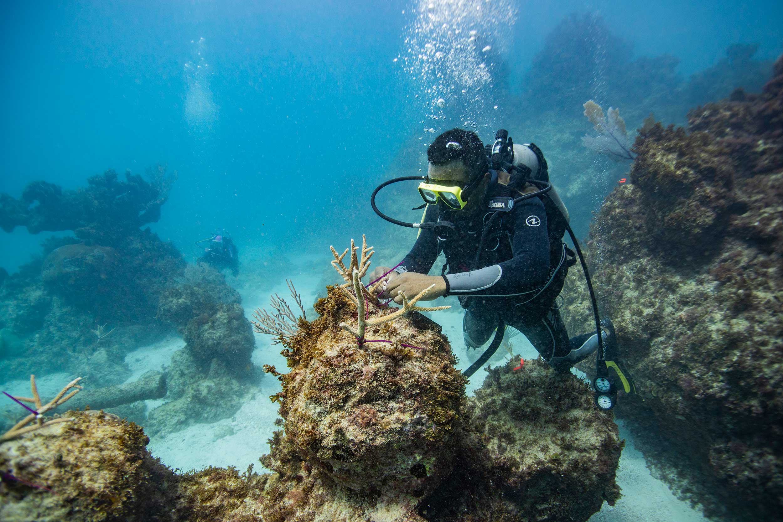 Underwater coral