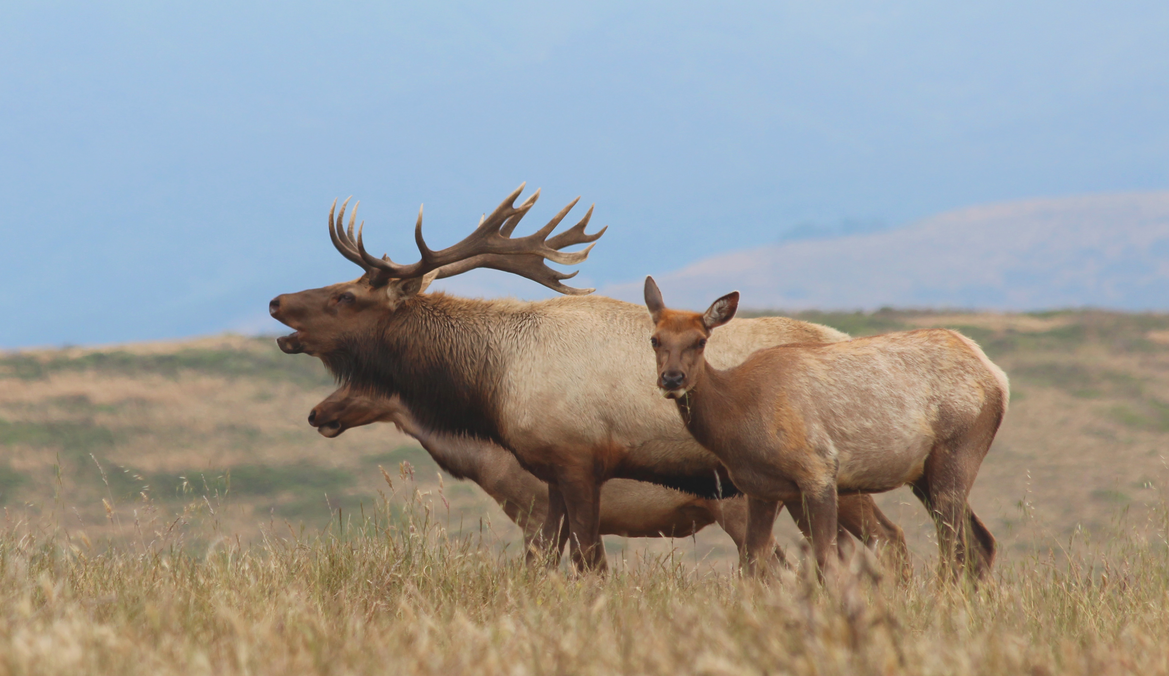 A bellowing bull tule elk and two females on Tomales Point. 