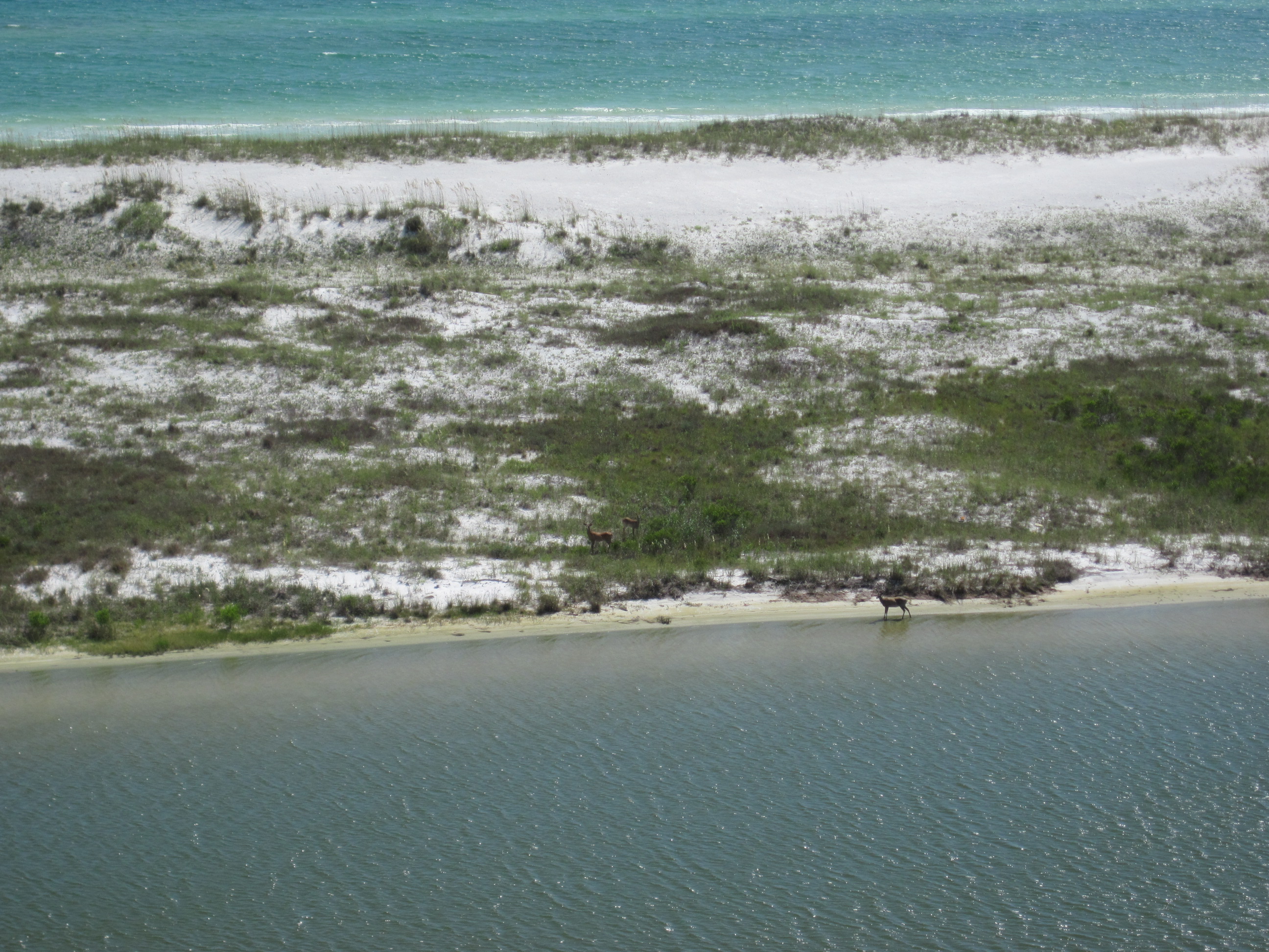 Three deer along the water's edge.