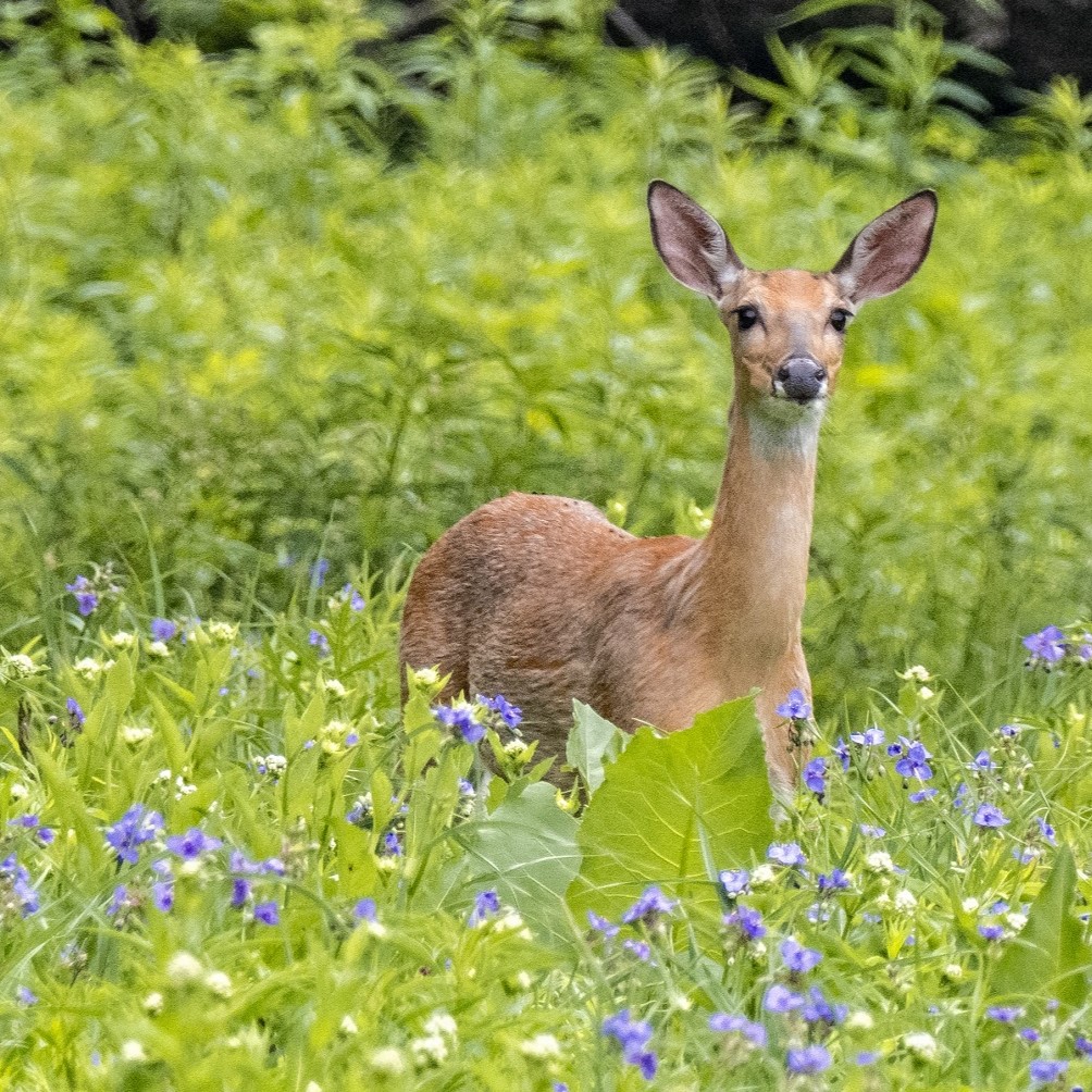 A deer in a field.