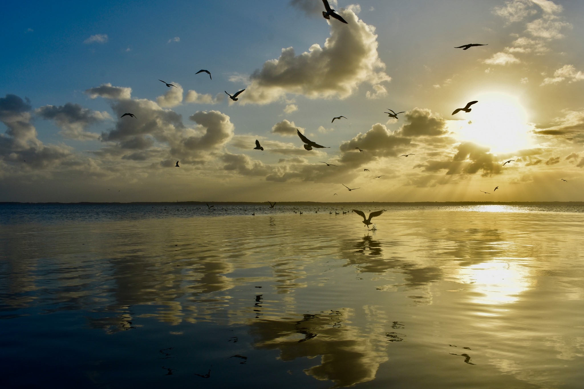 Several shorebirds fly over the Delaware Bay as the sunsets.