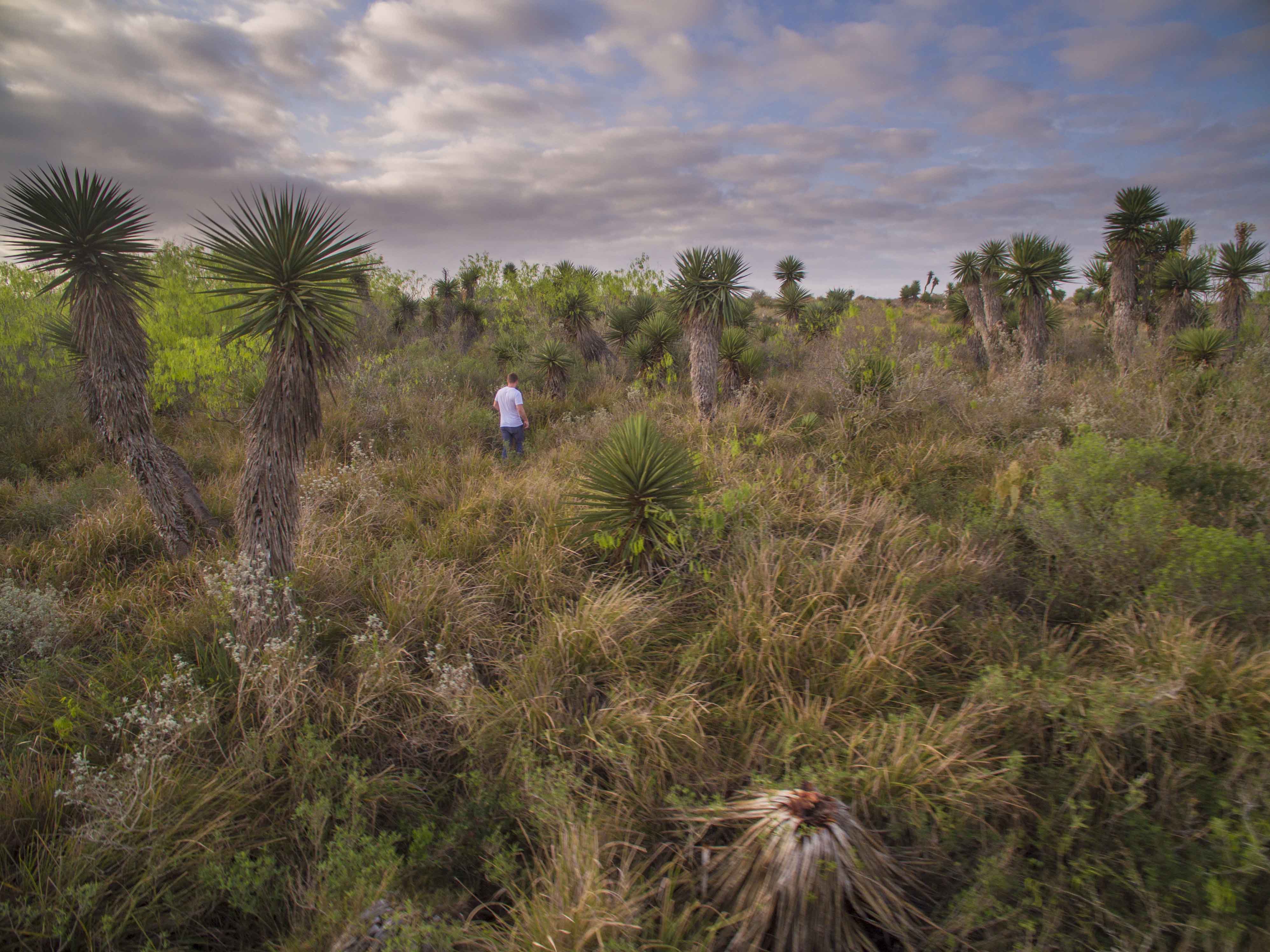 A man walks through shrubland filled with palm trees.