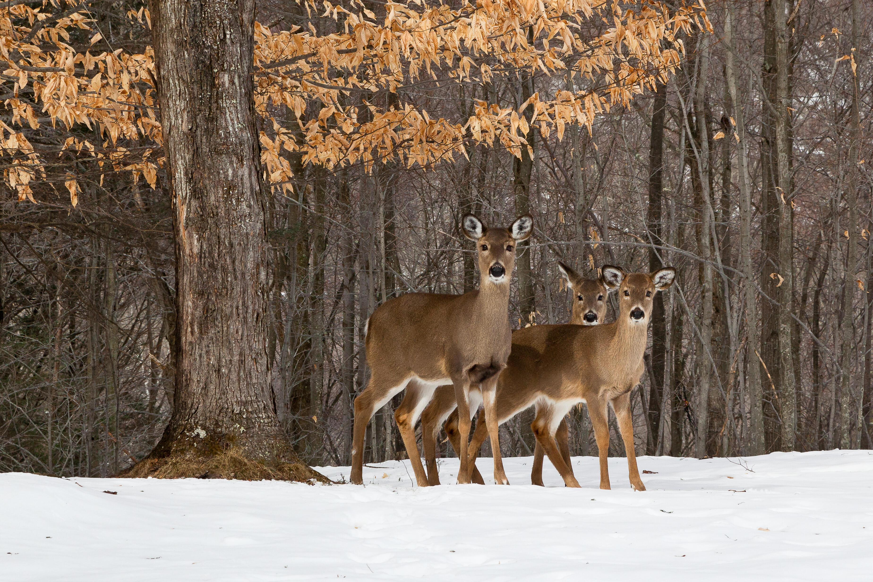 Two white-tailed deer stand in a snowy forest.