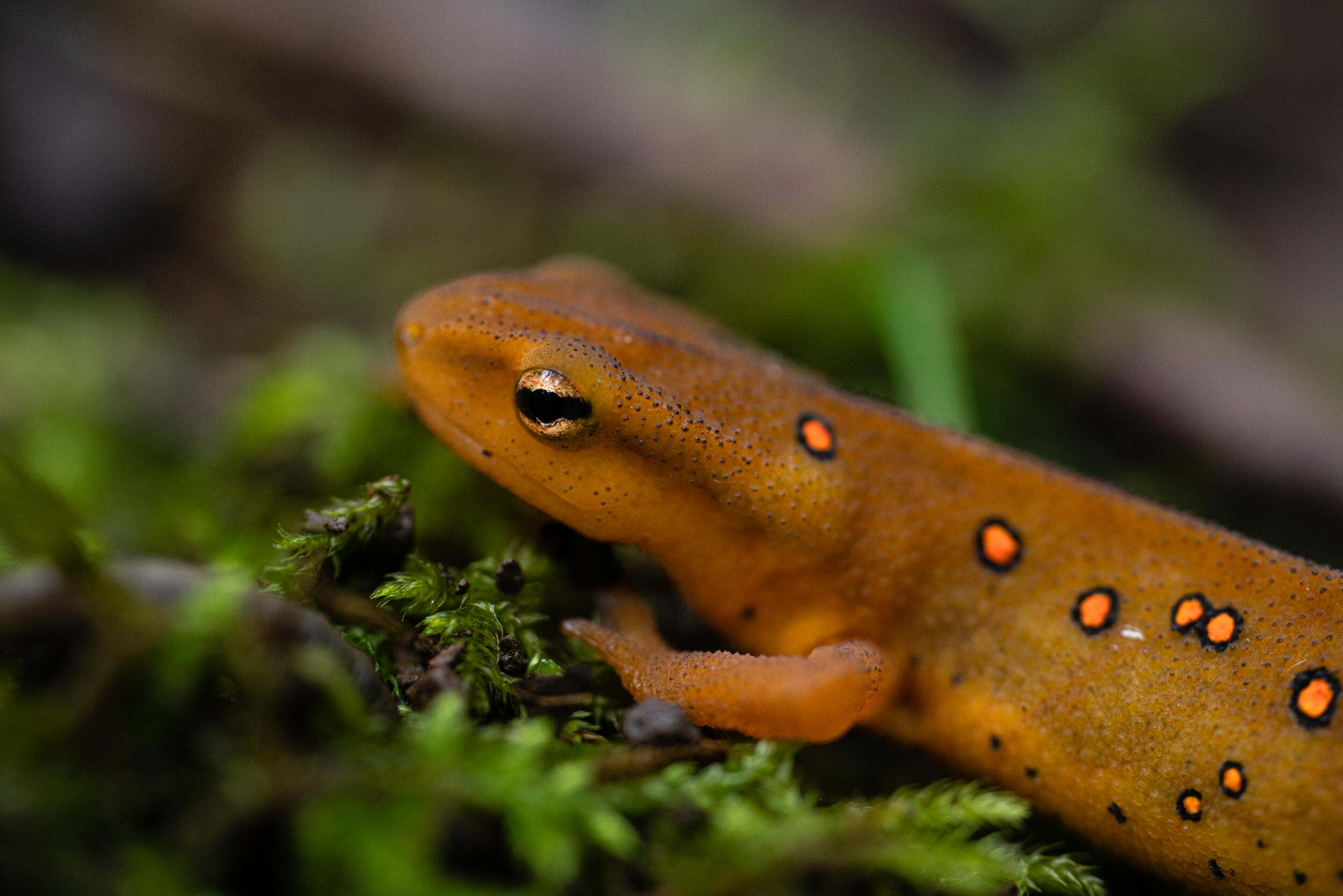 A red eft resting on a mossy rock. 
