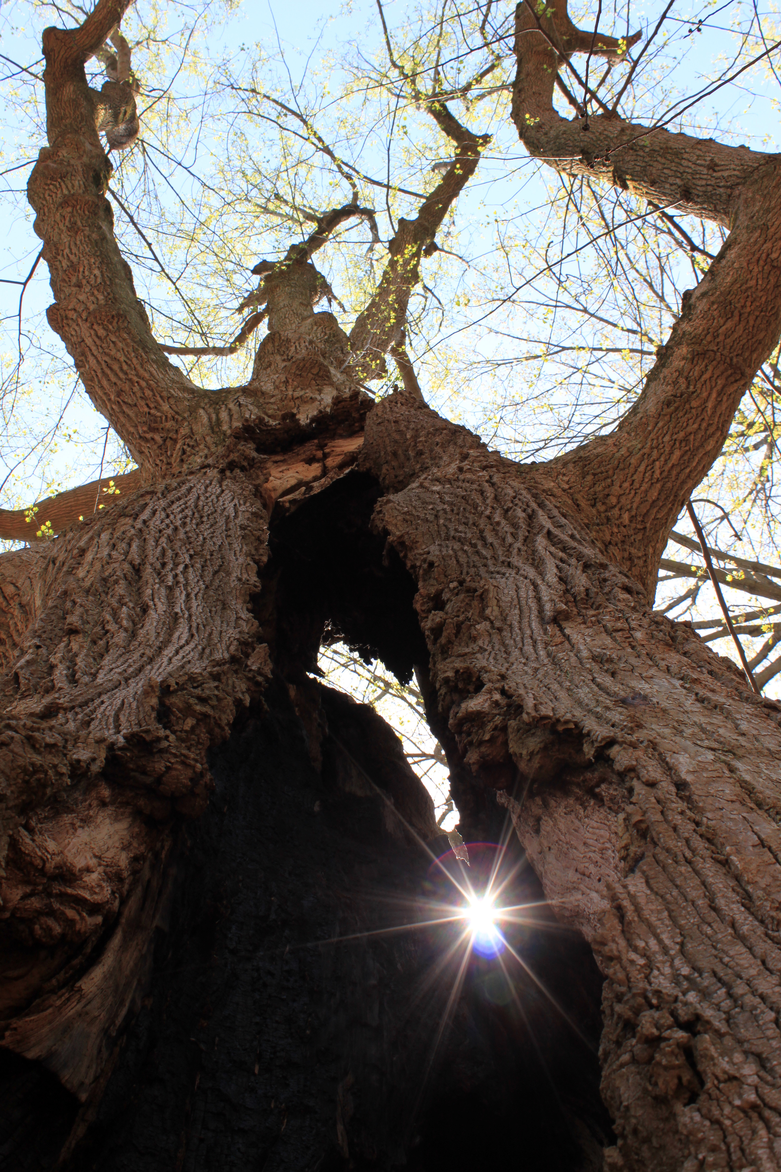 A ray of sun flares through a split in an old tree.